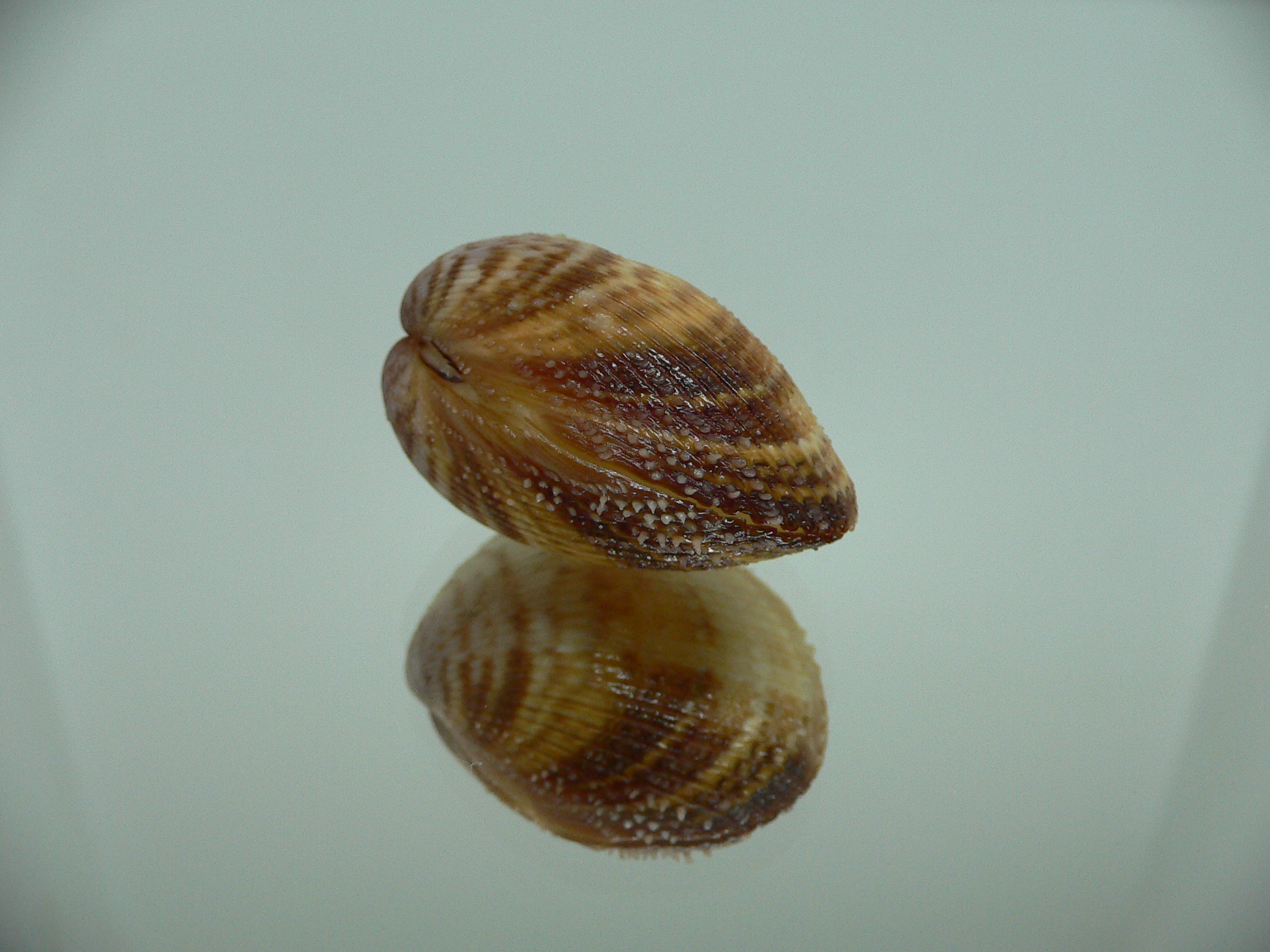Maoricardium pseudolatum SUPER DARK COLORS
