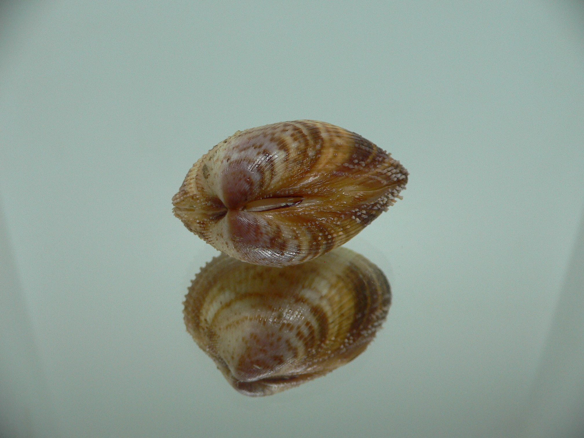 Maoricardium pseudolatum SUPER DARK COLORS