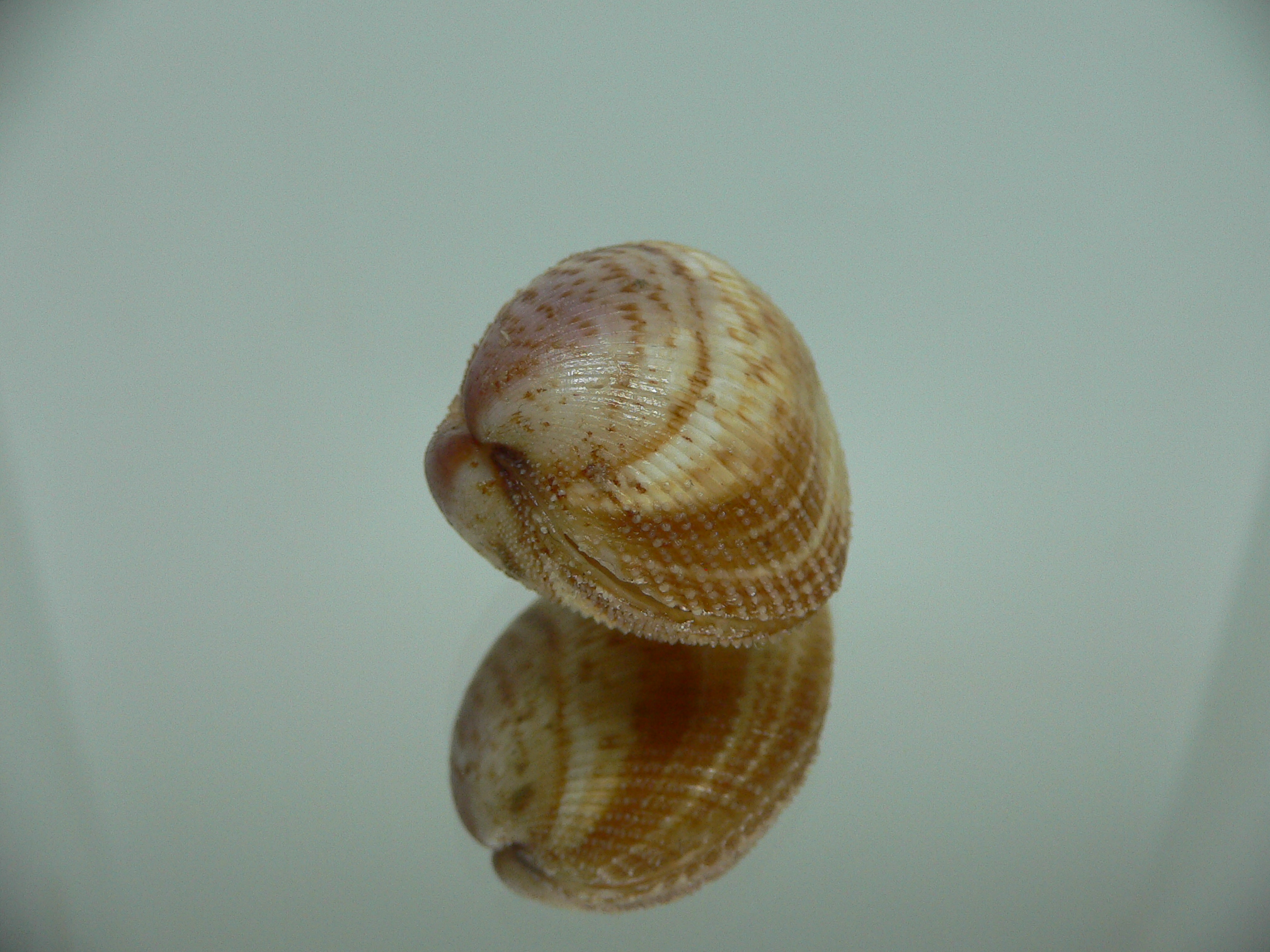 Maoricardium pseudolatum SUPER DARK COLORS