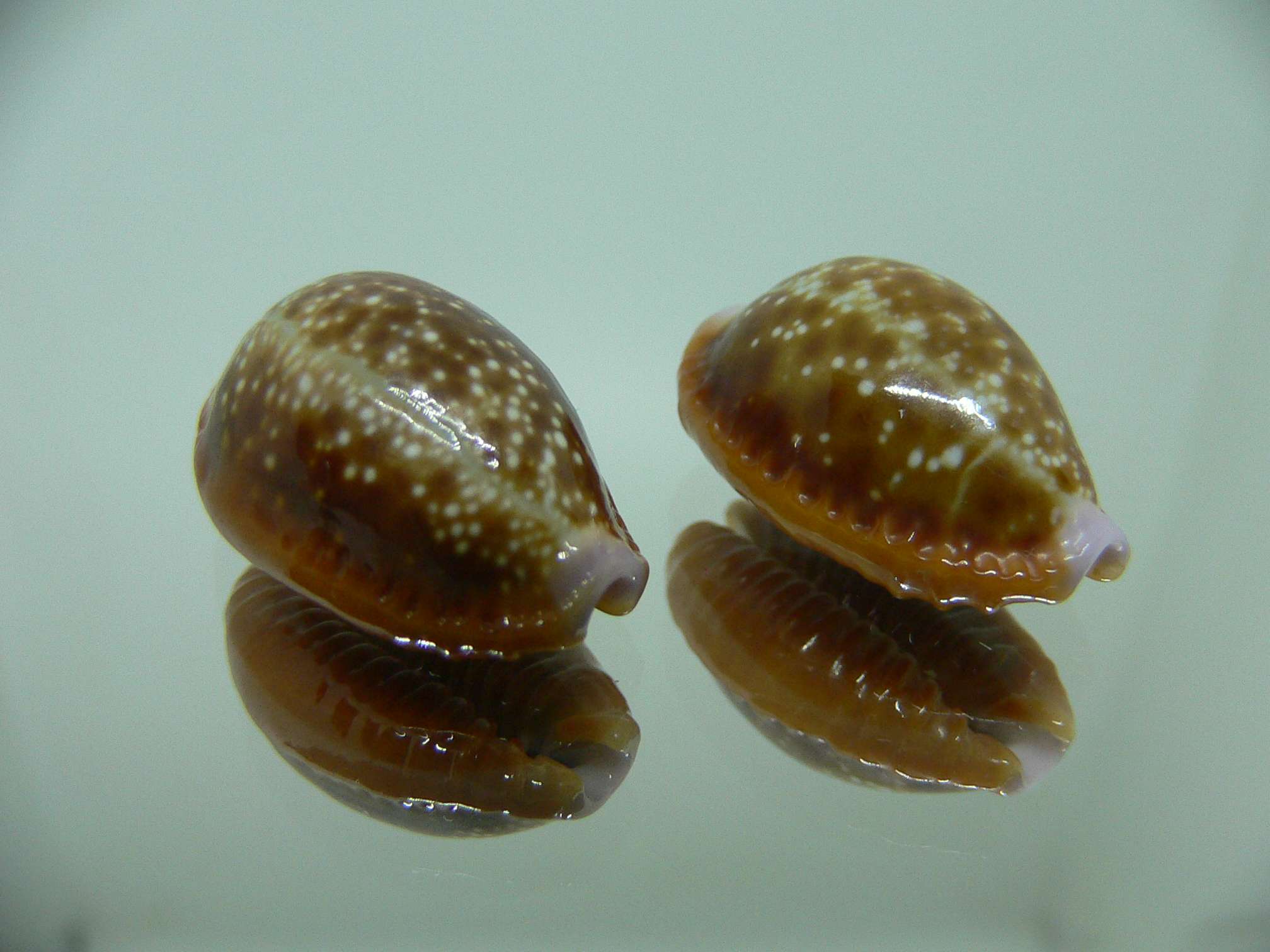 Cypraea helvola helvola (комплект) 1