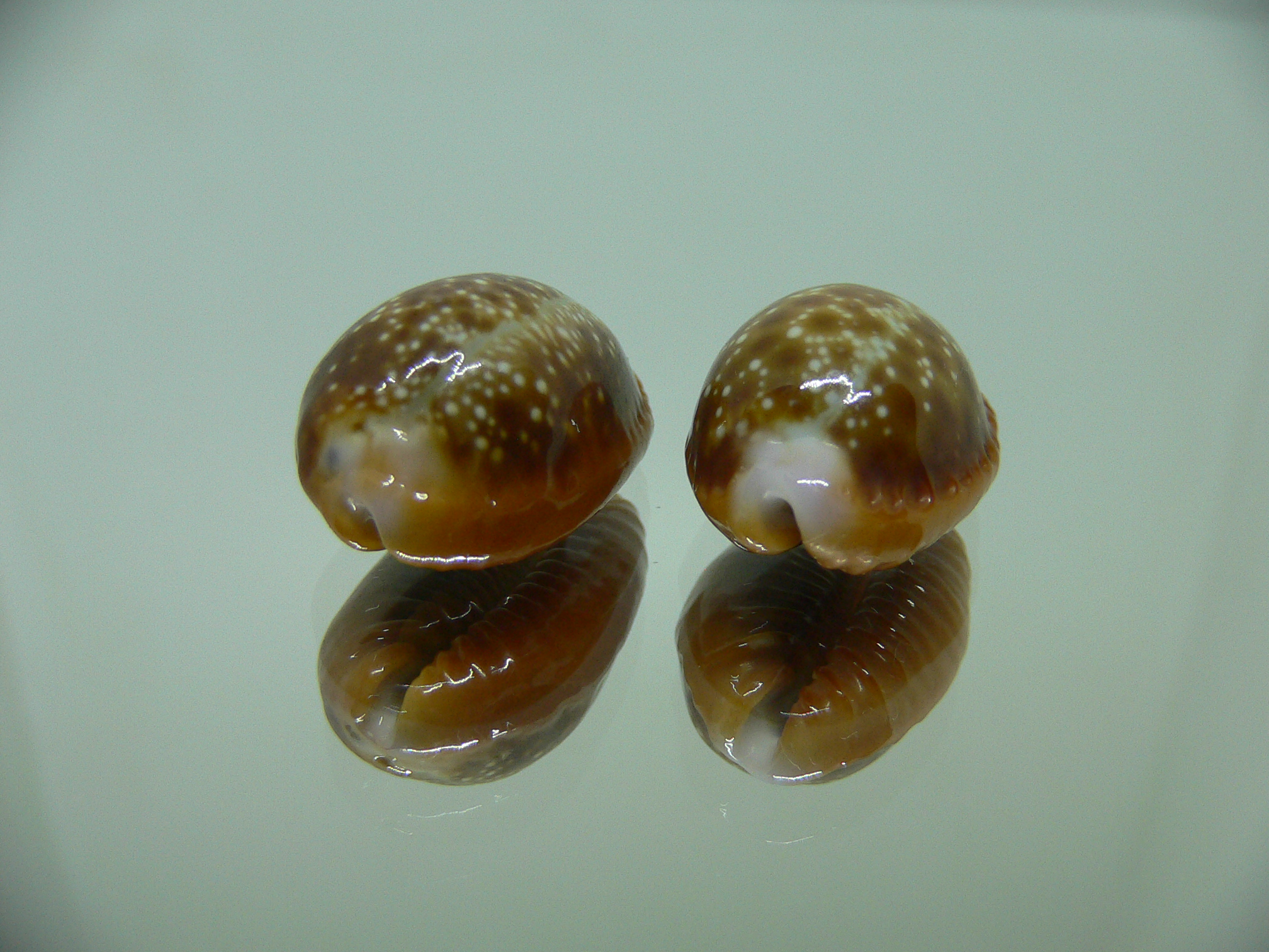 Cypraea helvola helvola (комплект) 1