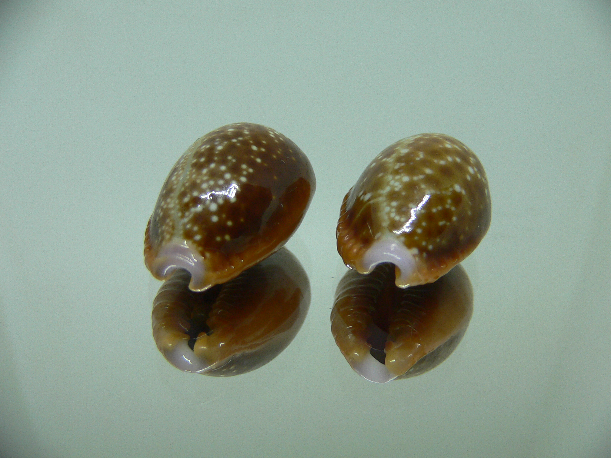 Cypraea helvola helvola (комплект) 1