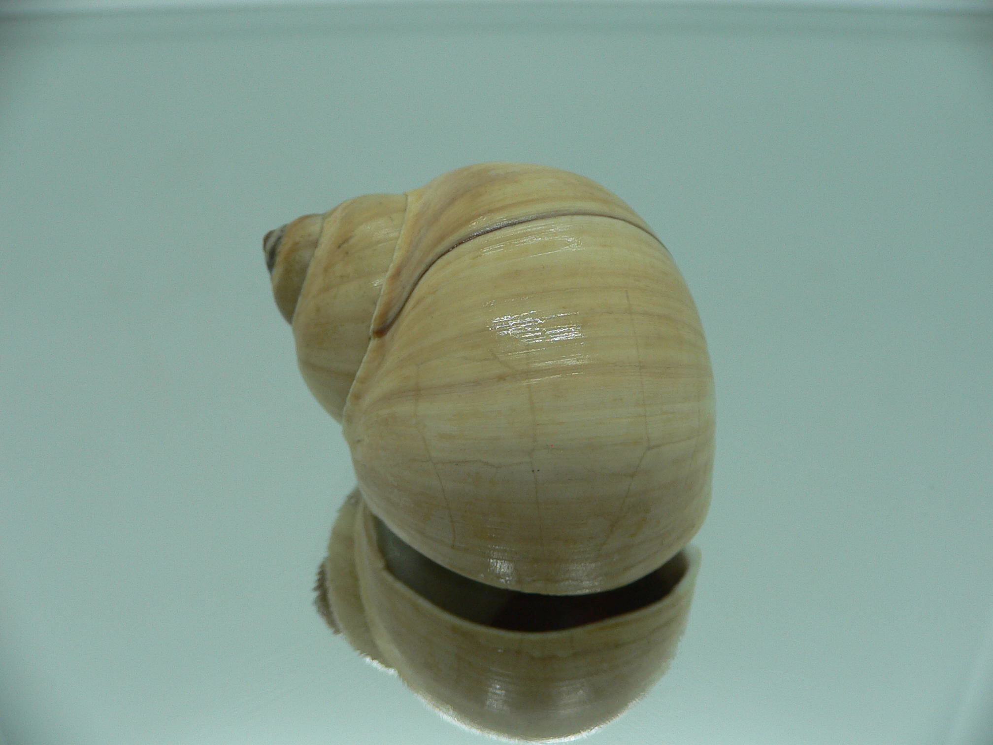 Euspira pila GLOBOSE