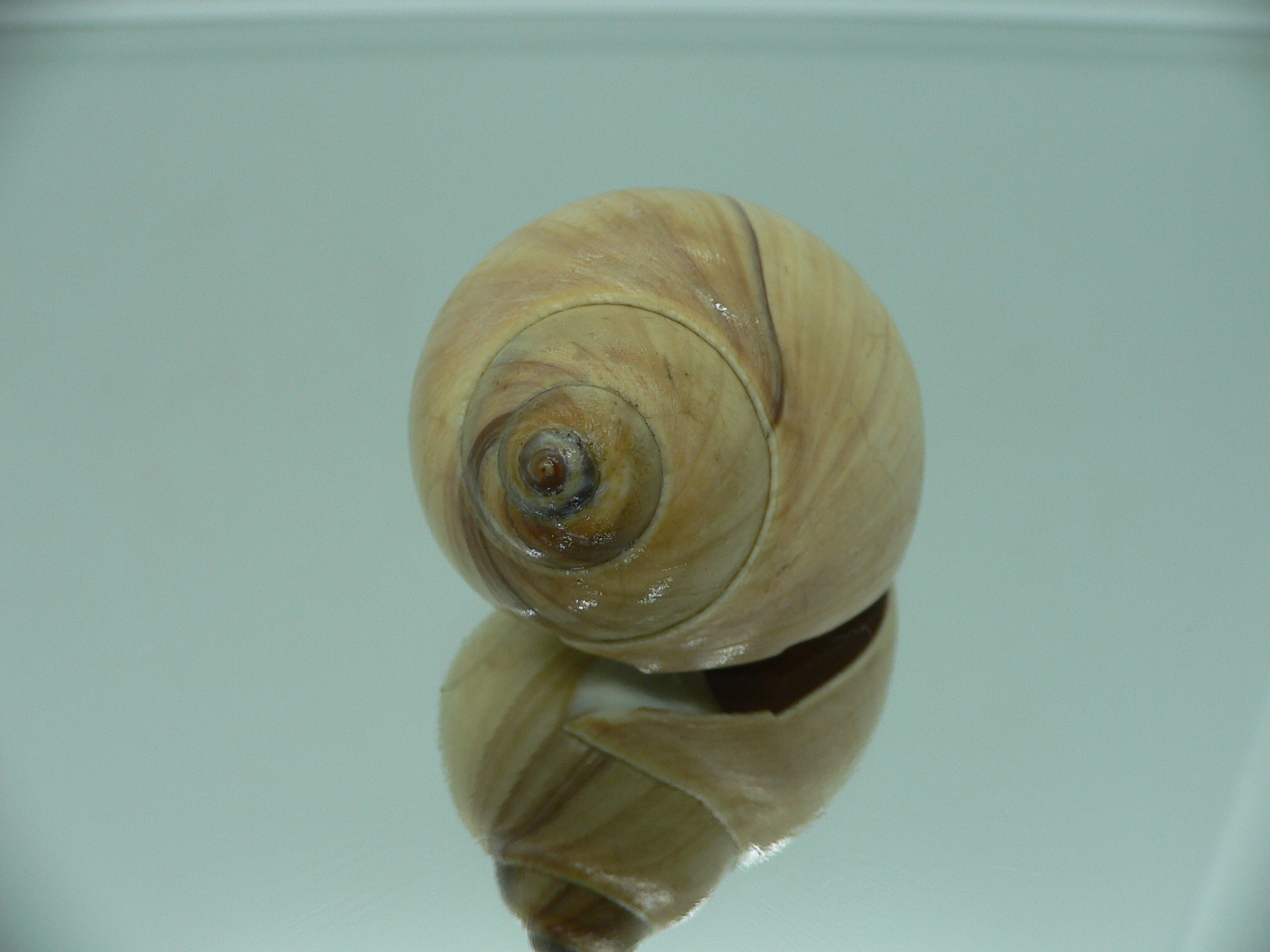 Euspira pila GLOBOSE