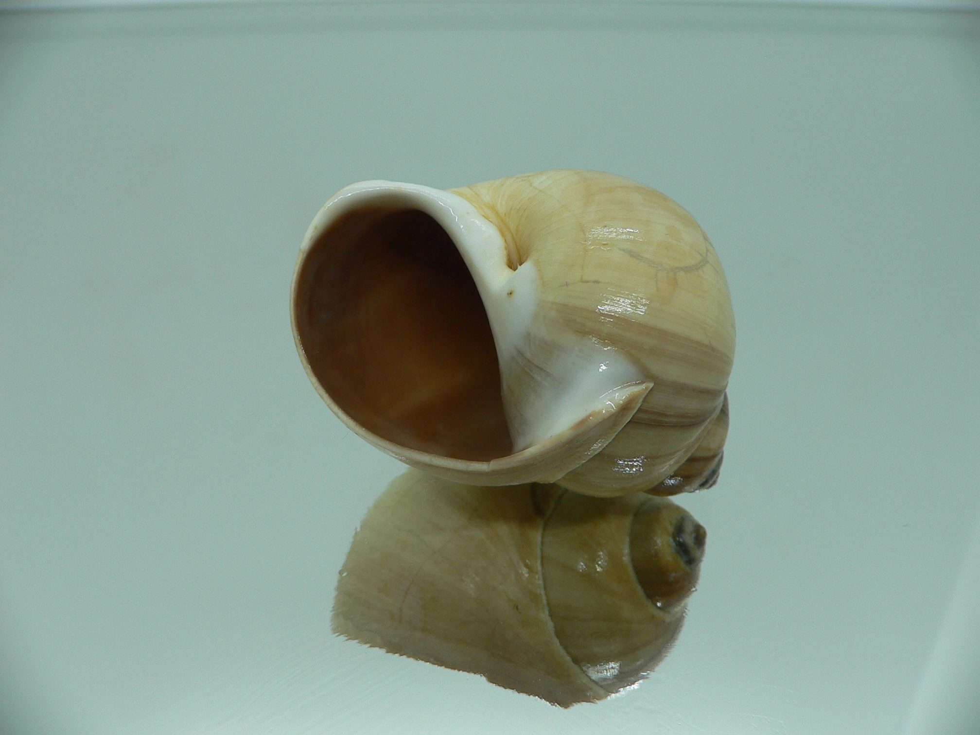 Euspira pila GLOBOSE