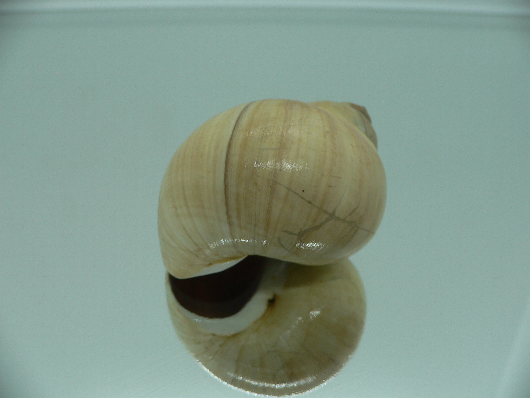 Euspira pila GLOBOSE