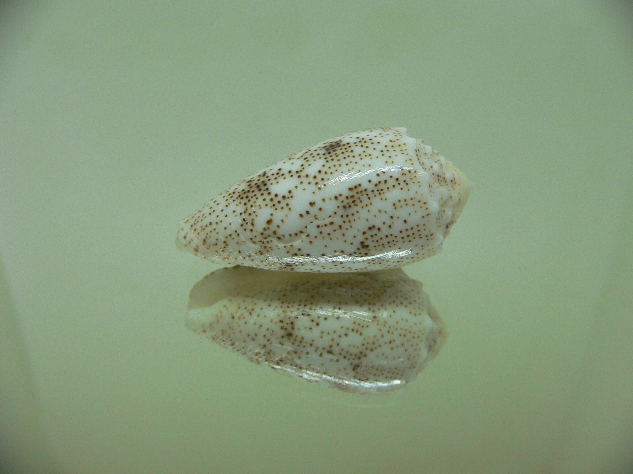 Conus arenatus BEAUTIFUL