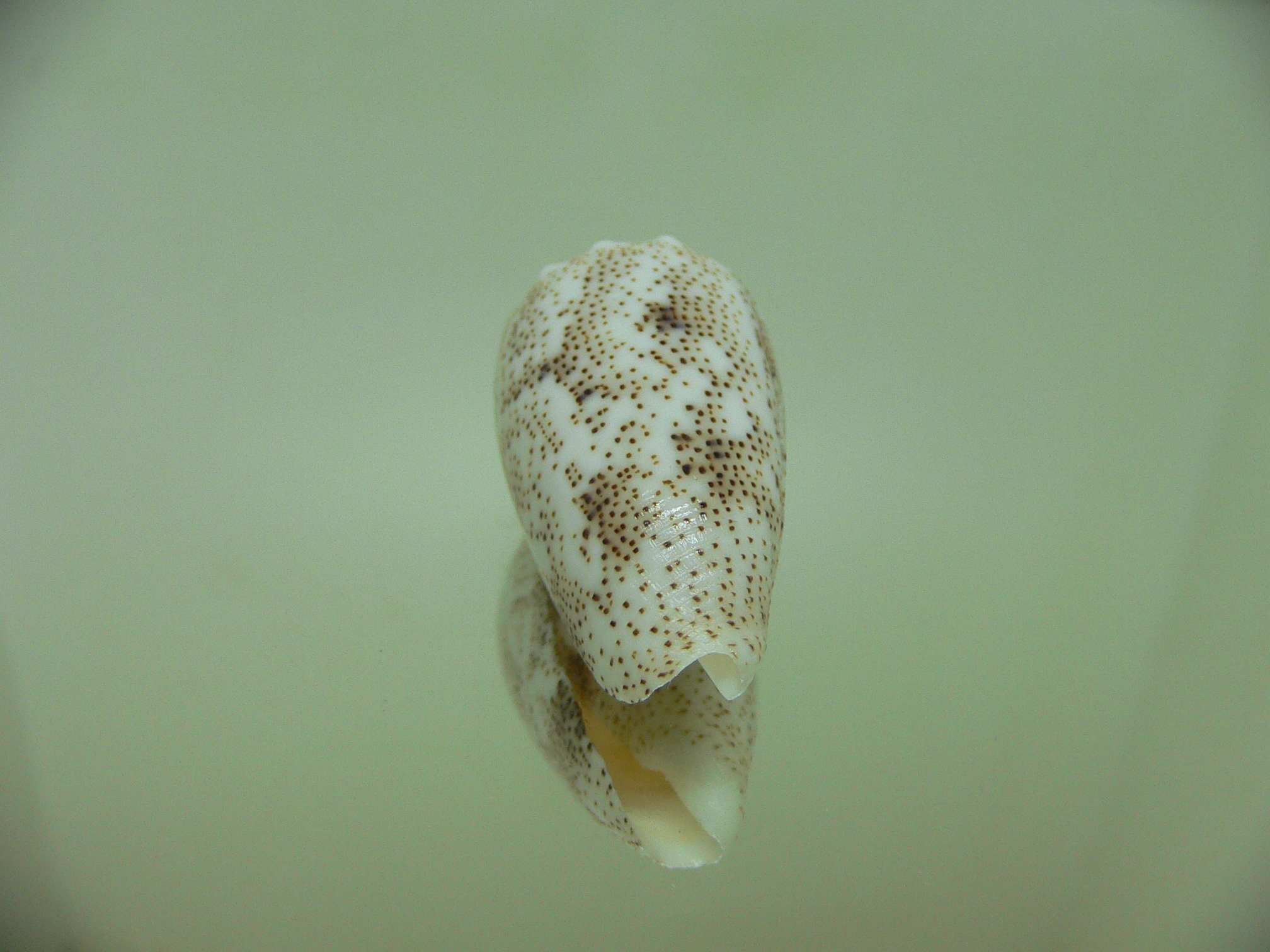 Conus arenatus BEAUTIFUL