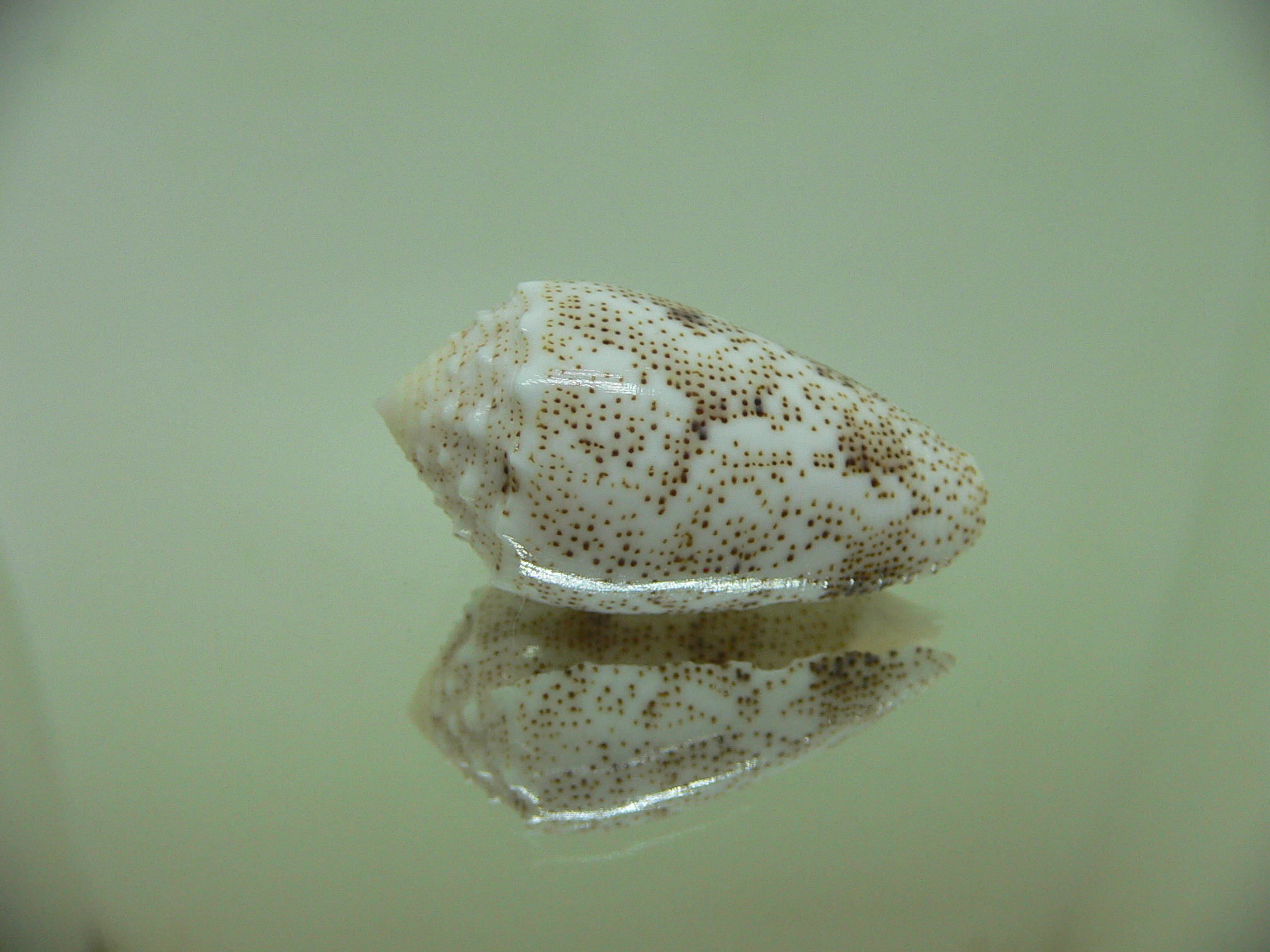 Conus arenatus BEAUTIFUL