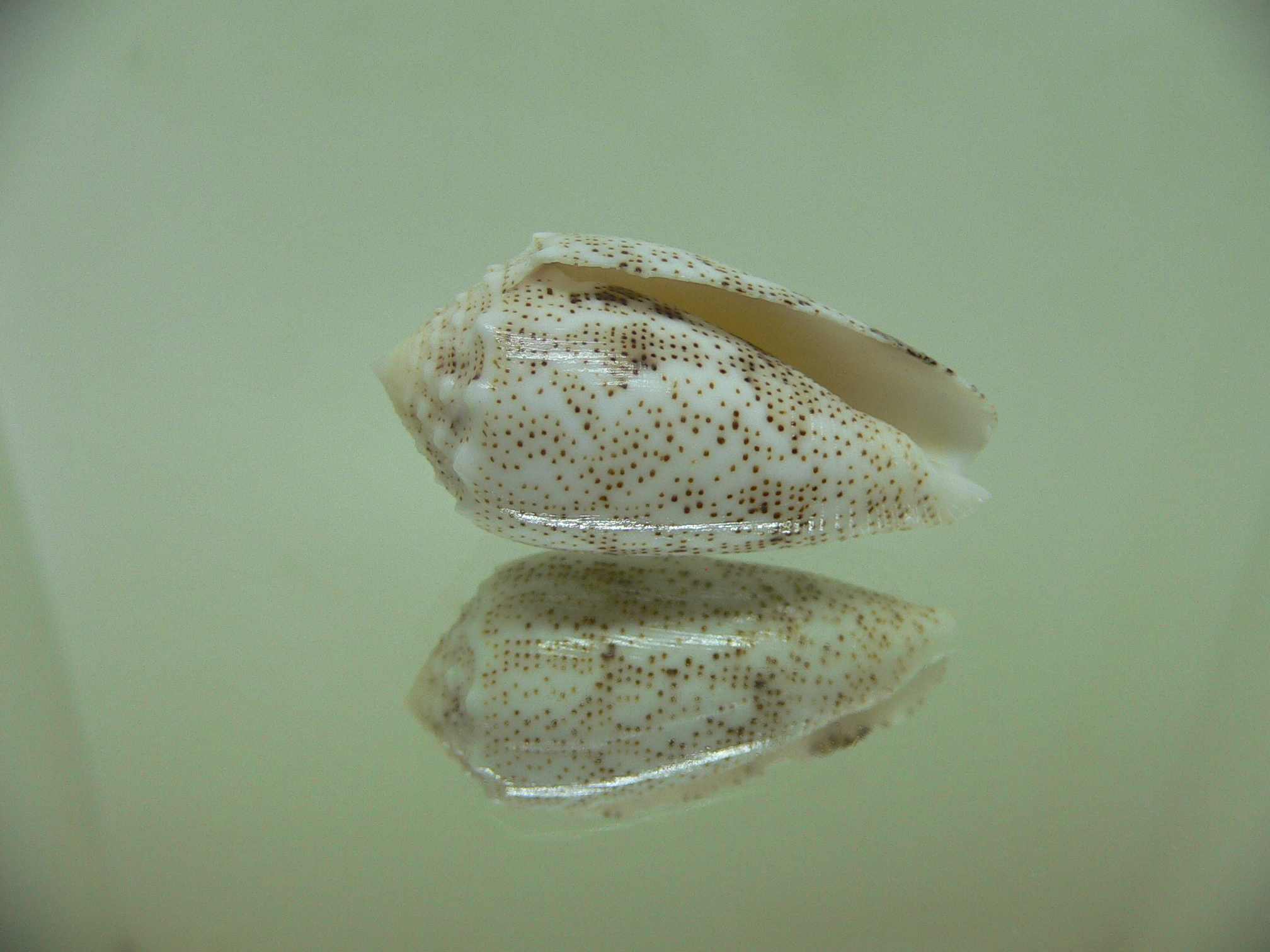 Conus arenatus BEAUTIFUL