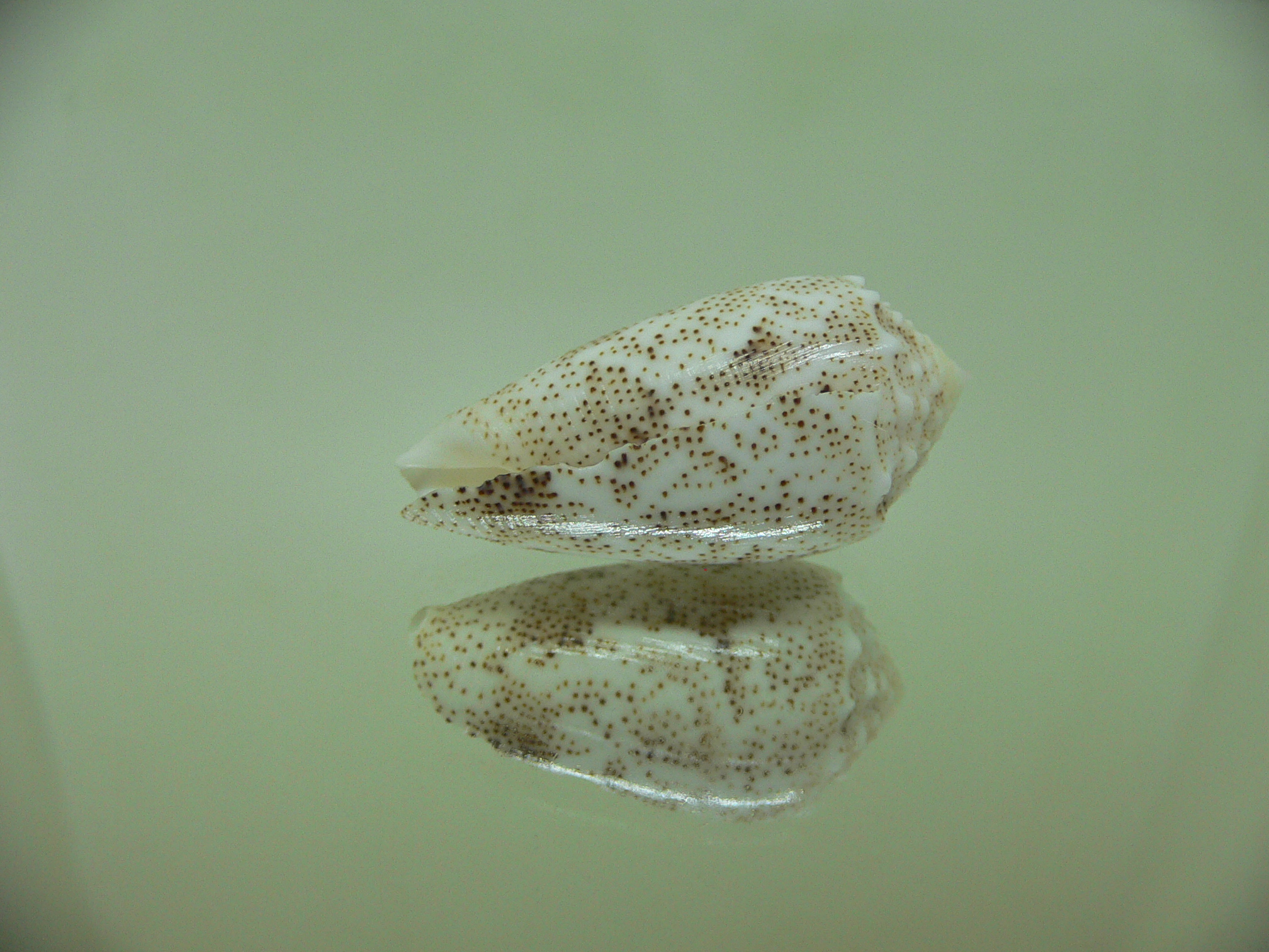 Conus arenatus BEAUTIFUL