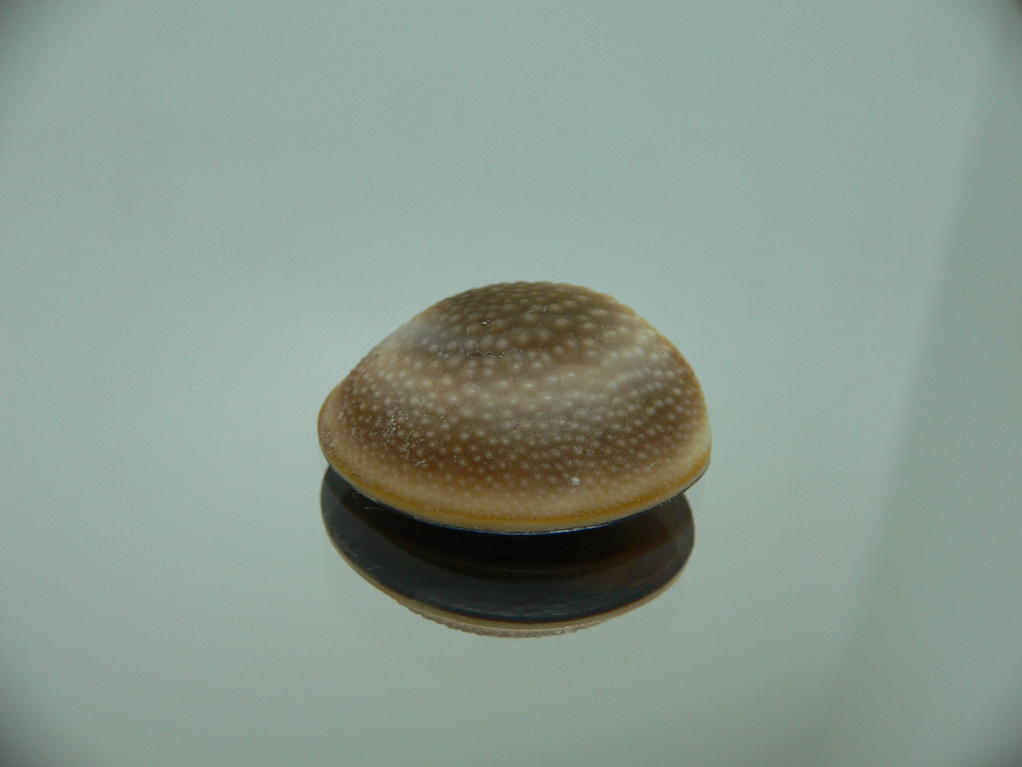 Крышечка Turbo (Marmarostoma) 6