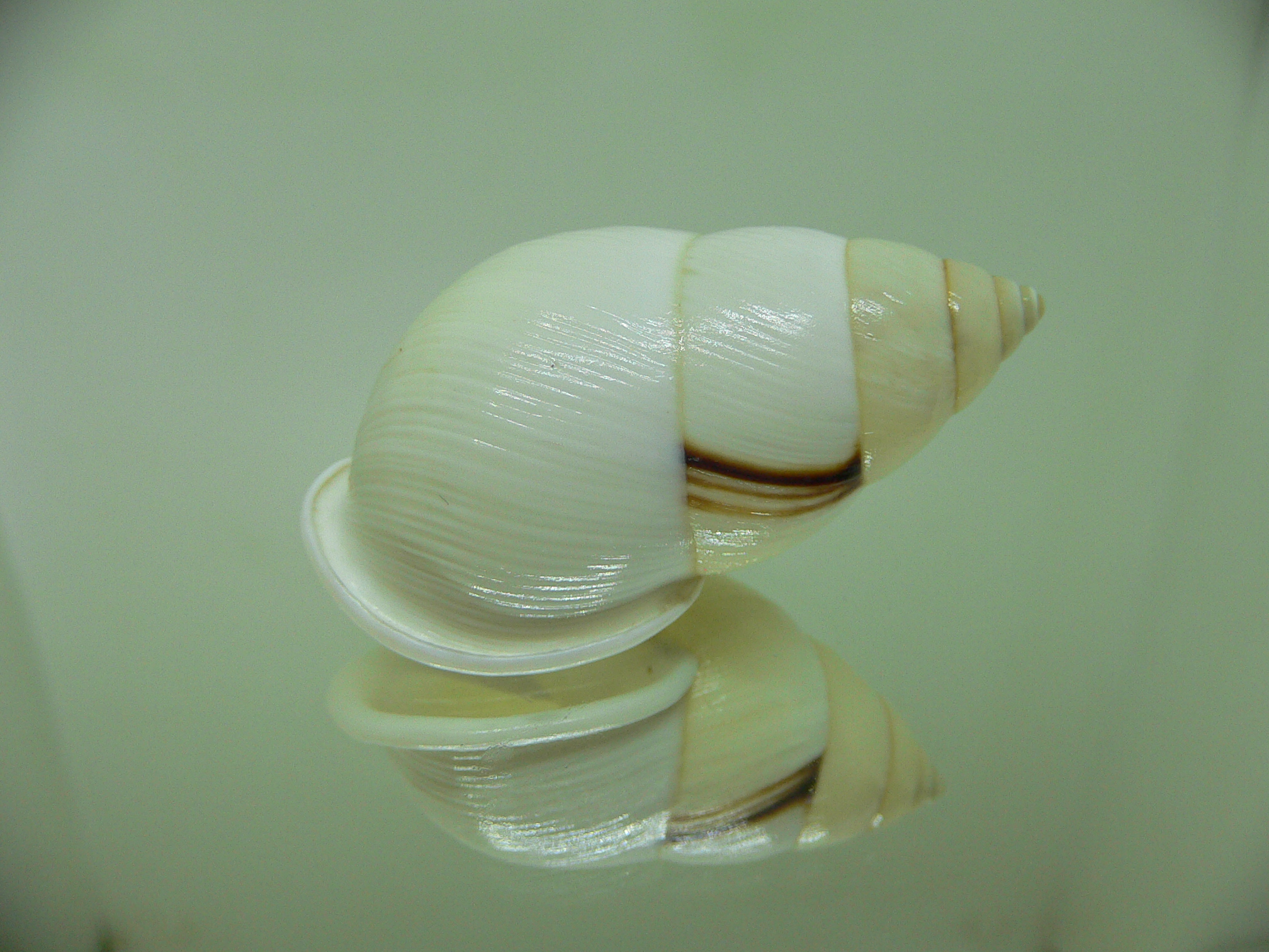 Amphidromus palaceus purus STRIPES