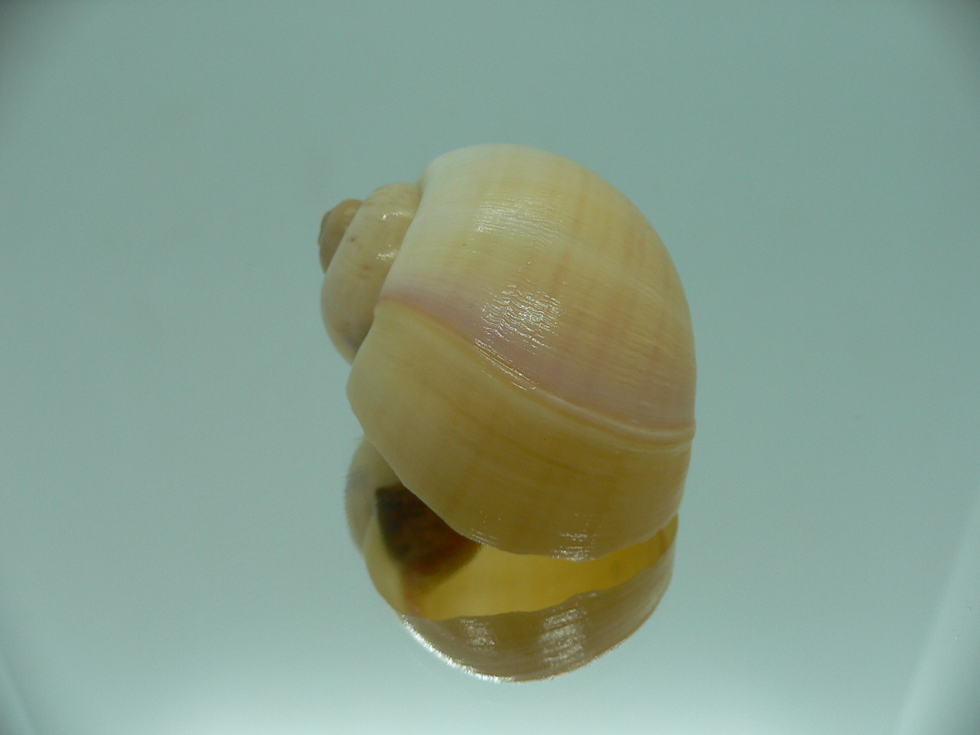 Pila ampullacea