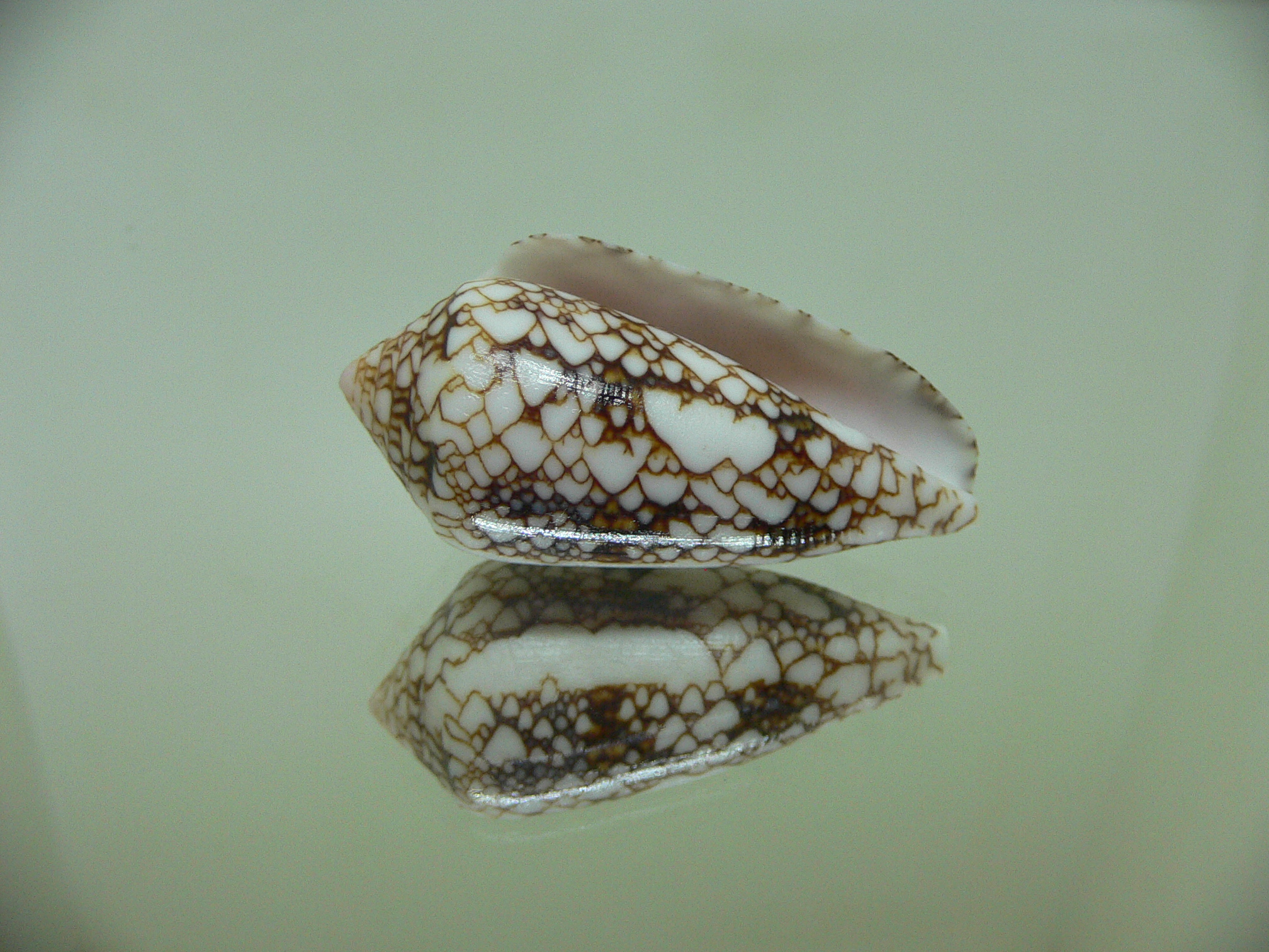 Conus textile pyramidalis (var.) DARK