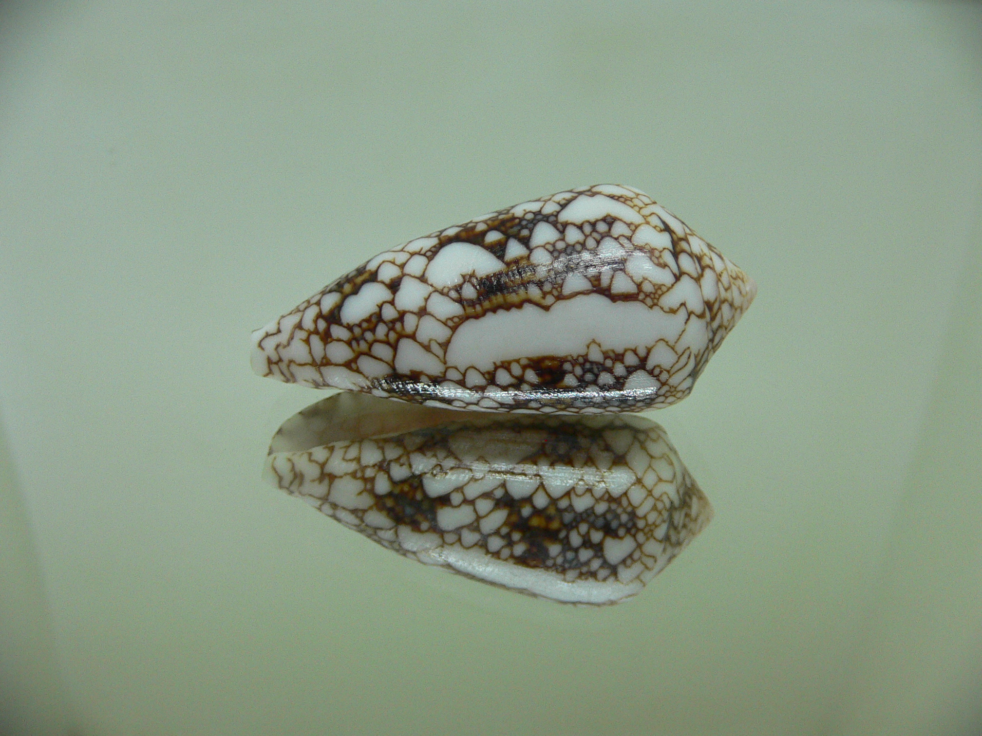 Conus textile pyramidalis (var.) DARK