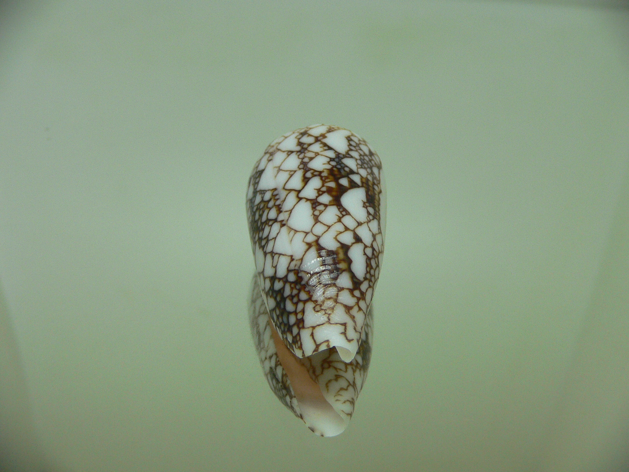 Conus textile pyramidalis (var.) DARK