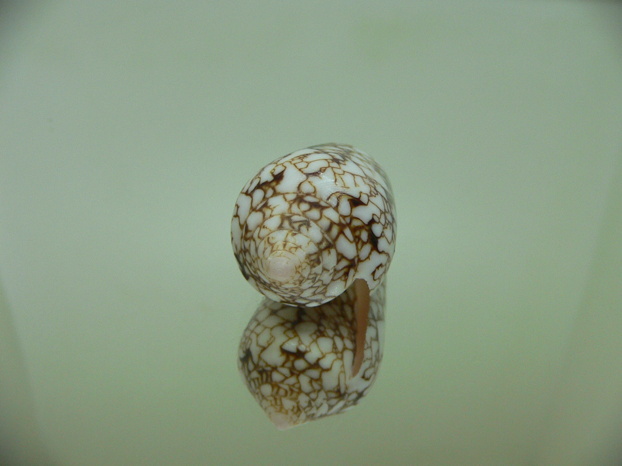 Conus textile pyramidalis (var.) DARK