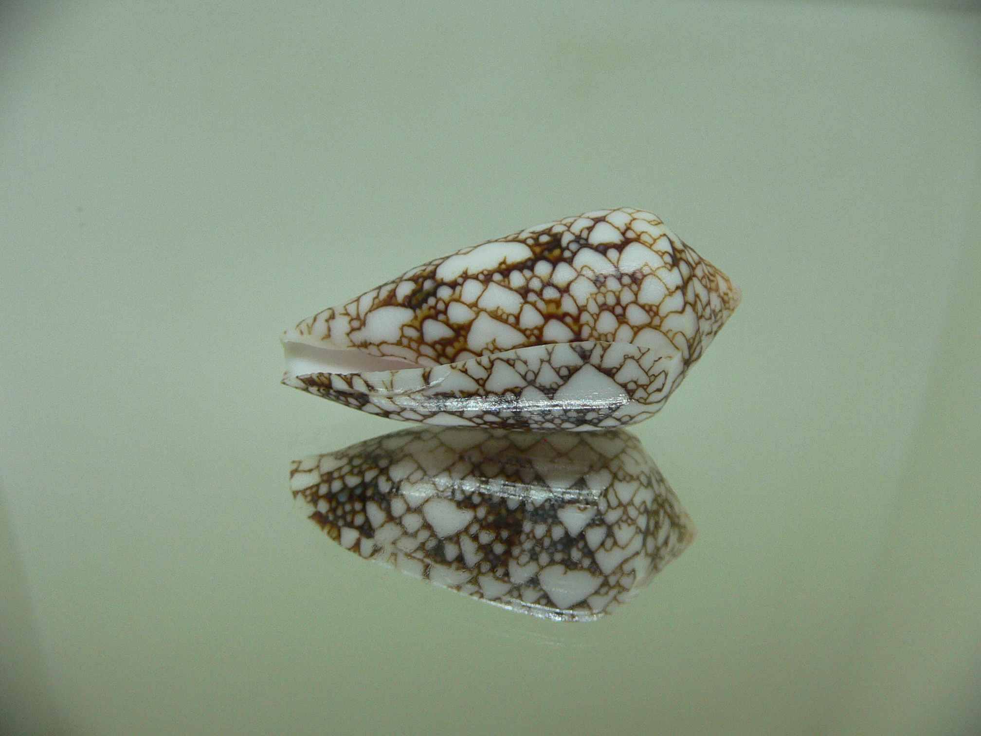 Conus textile pyramidalis (var.) DARK