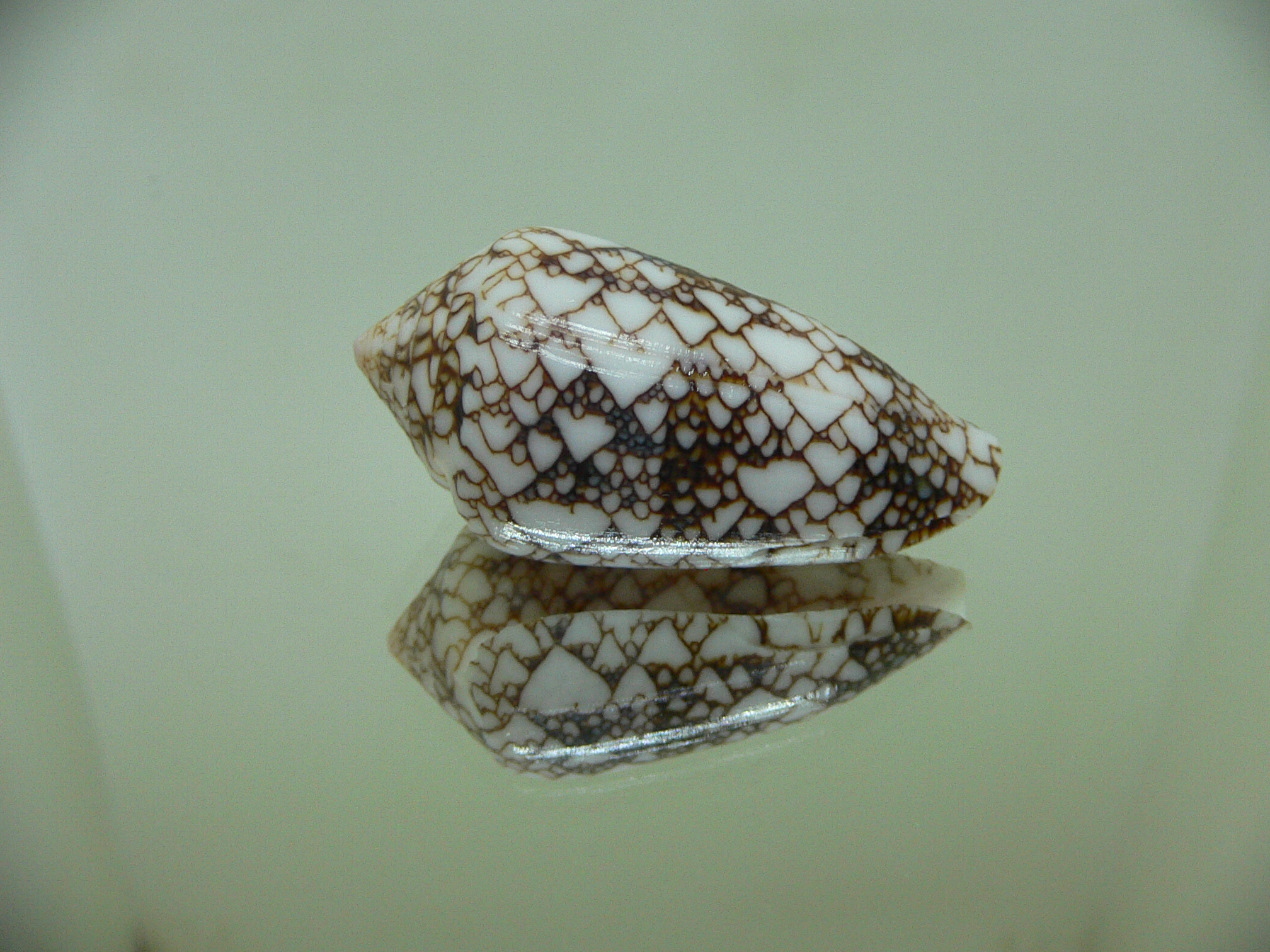 Conus textile pyramidalis (var.) DARK