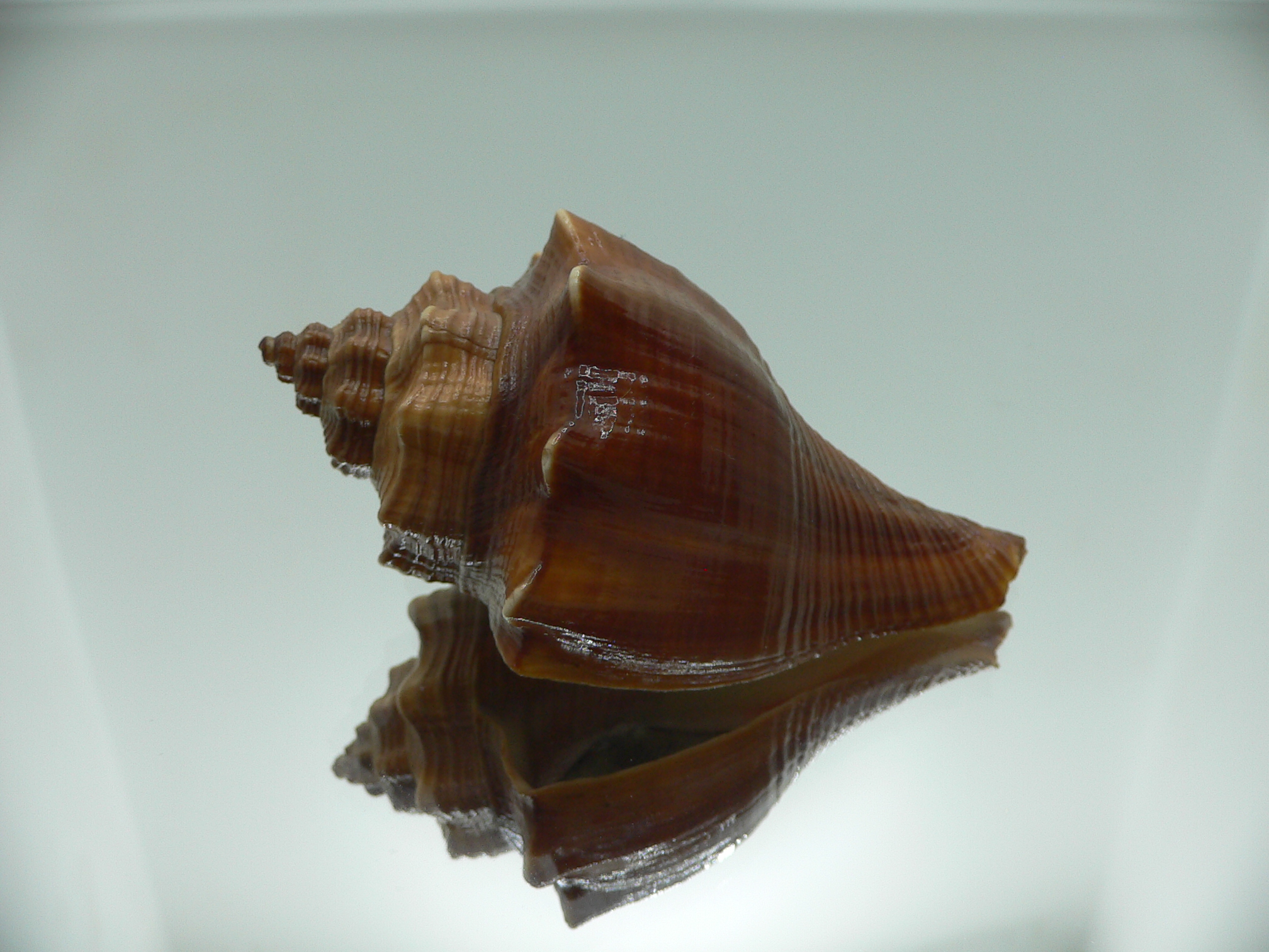 Volegalea cochlidium