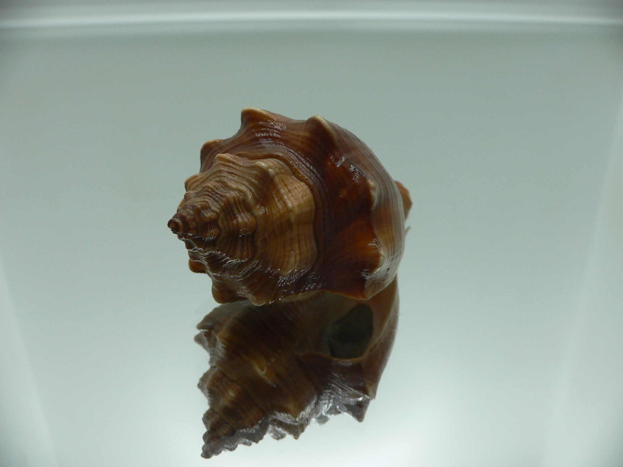 Volegalea cochlidium