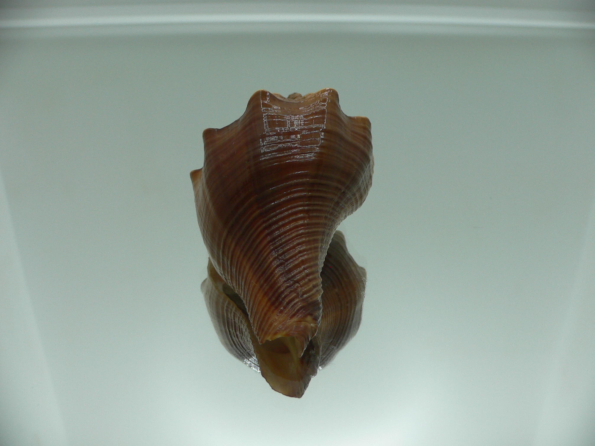 Volegalea cochlidium