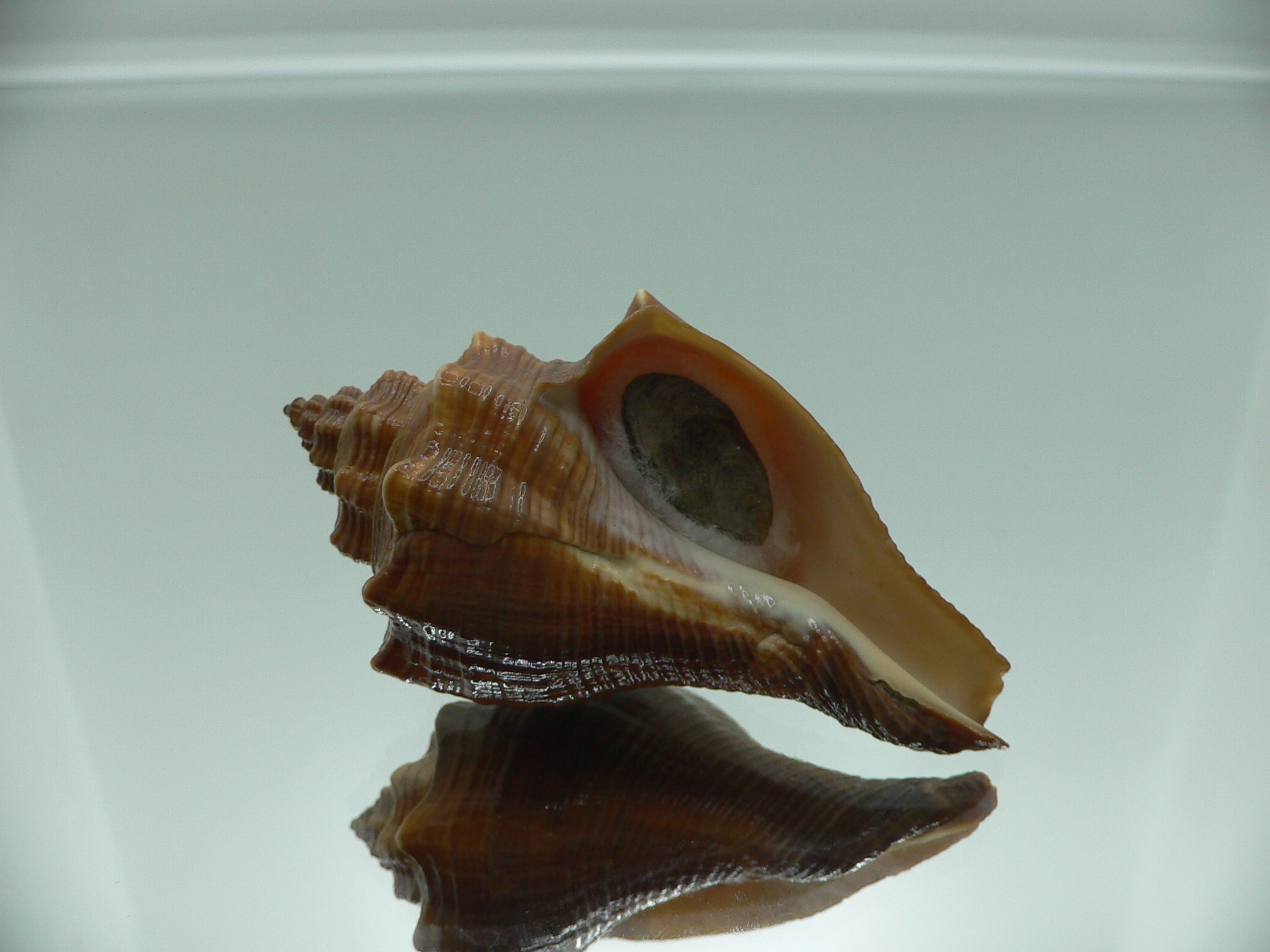 Volegalea cochlidium