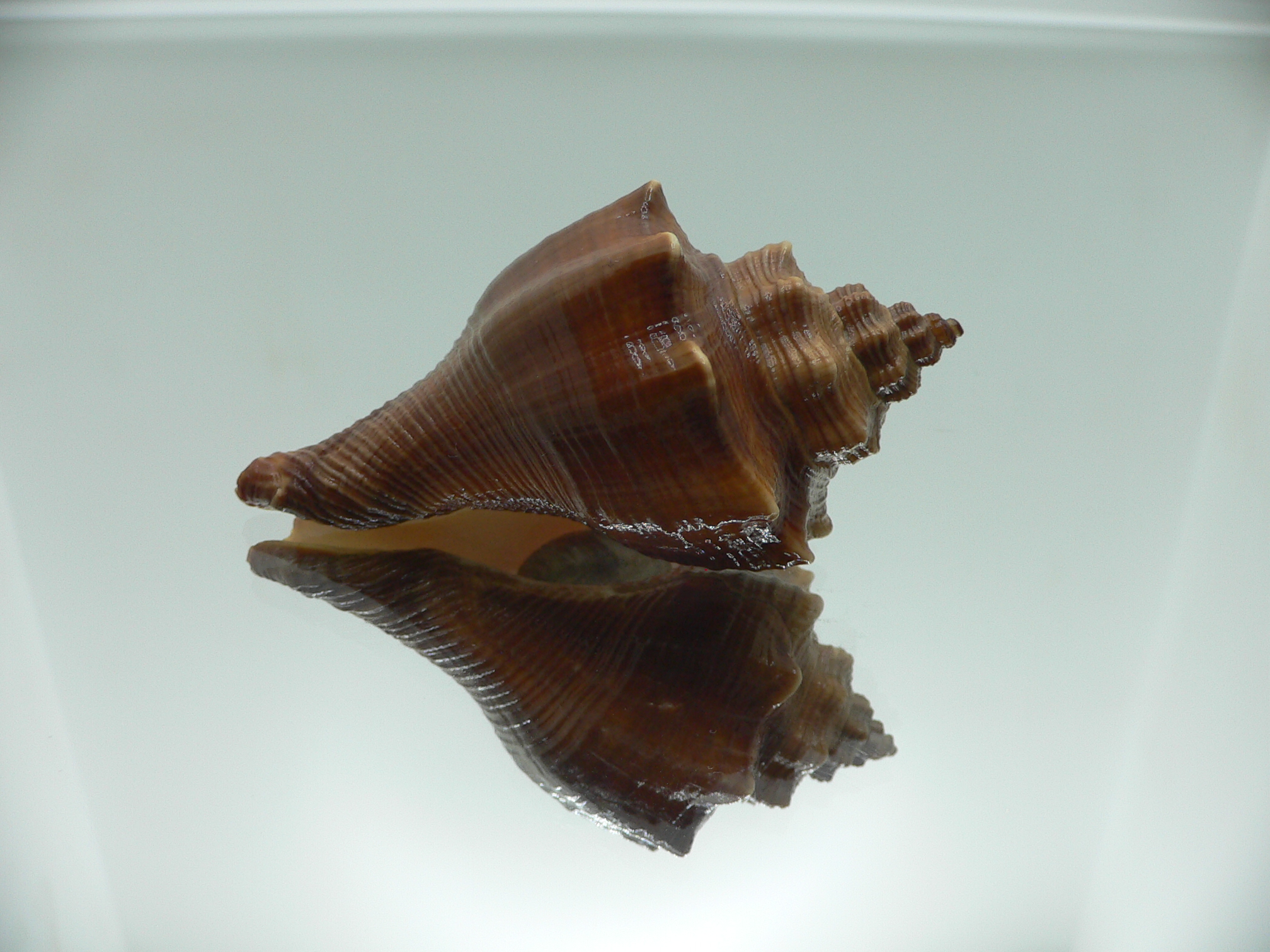 Volegalea cochlidium