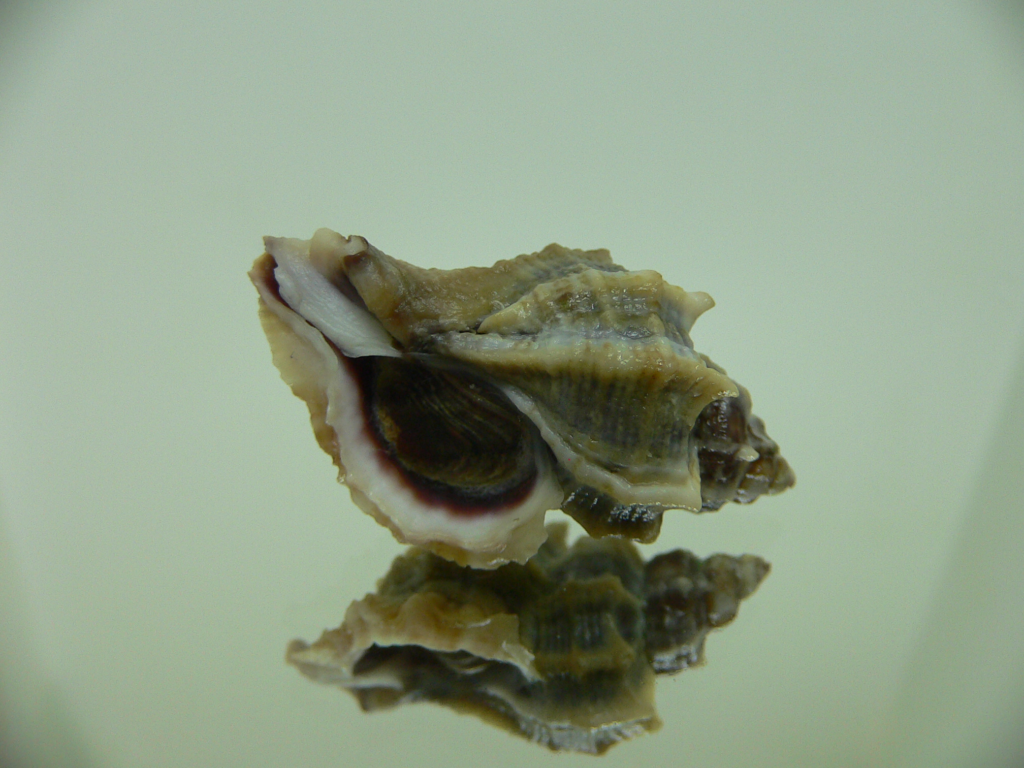 Ocenebra inornata SUPER COLOR