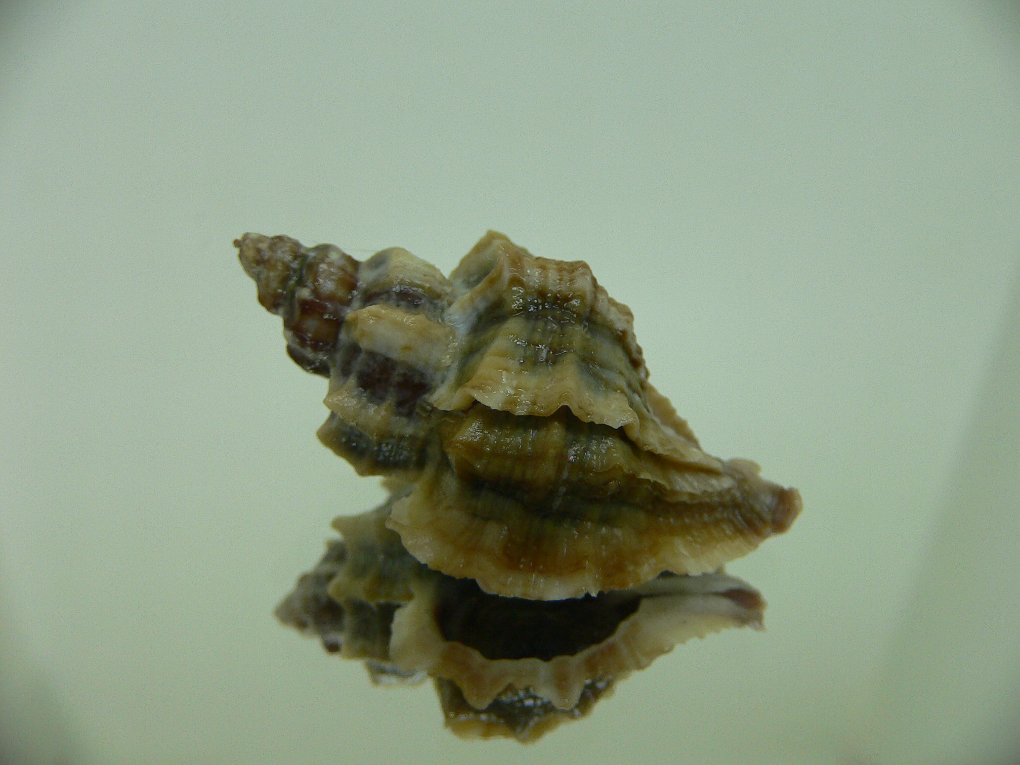 Ocenebra inornata SUPER COLOR