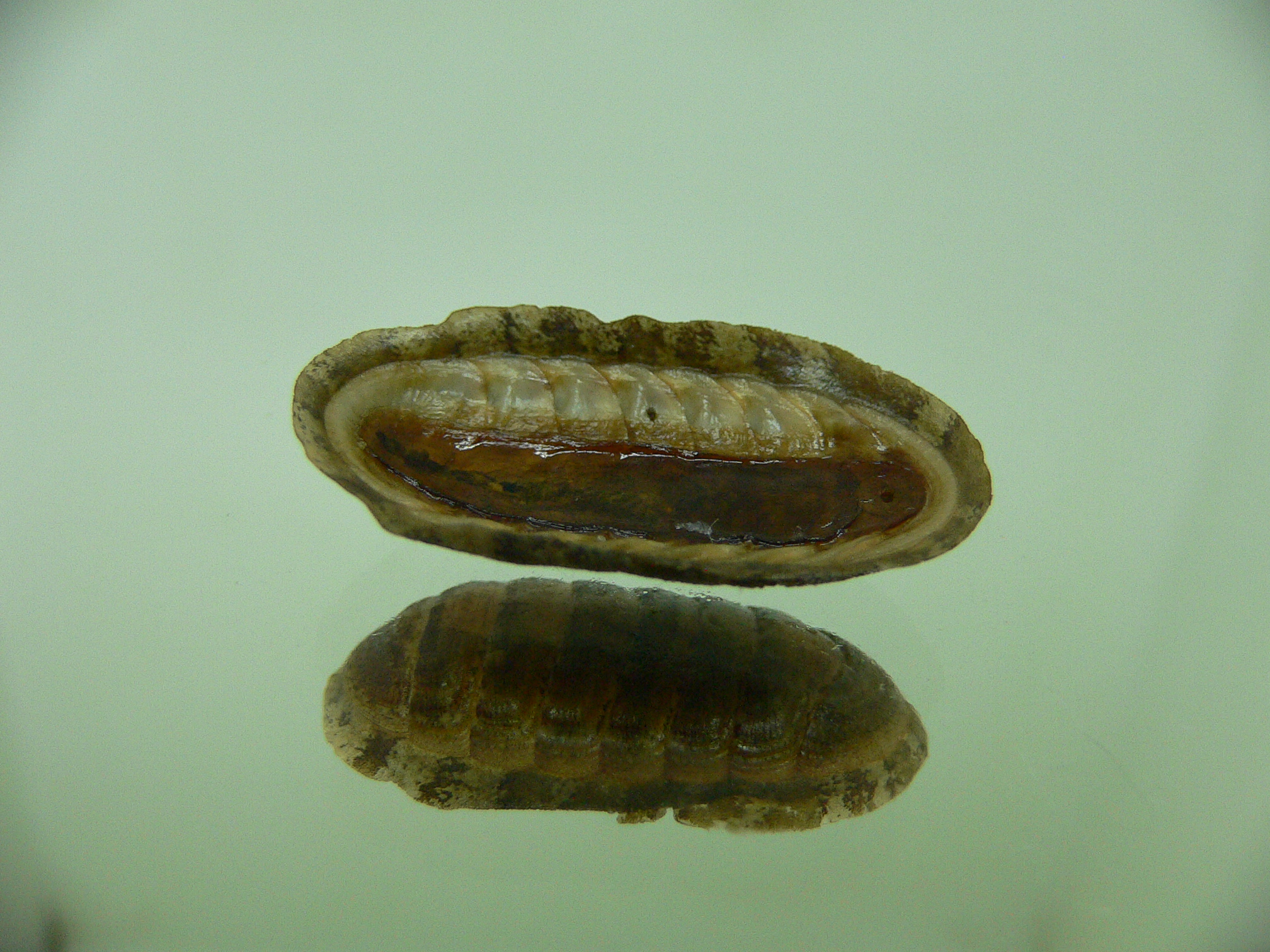 Chiton SP. 4