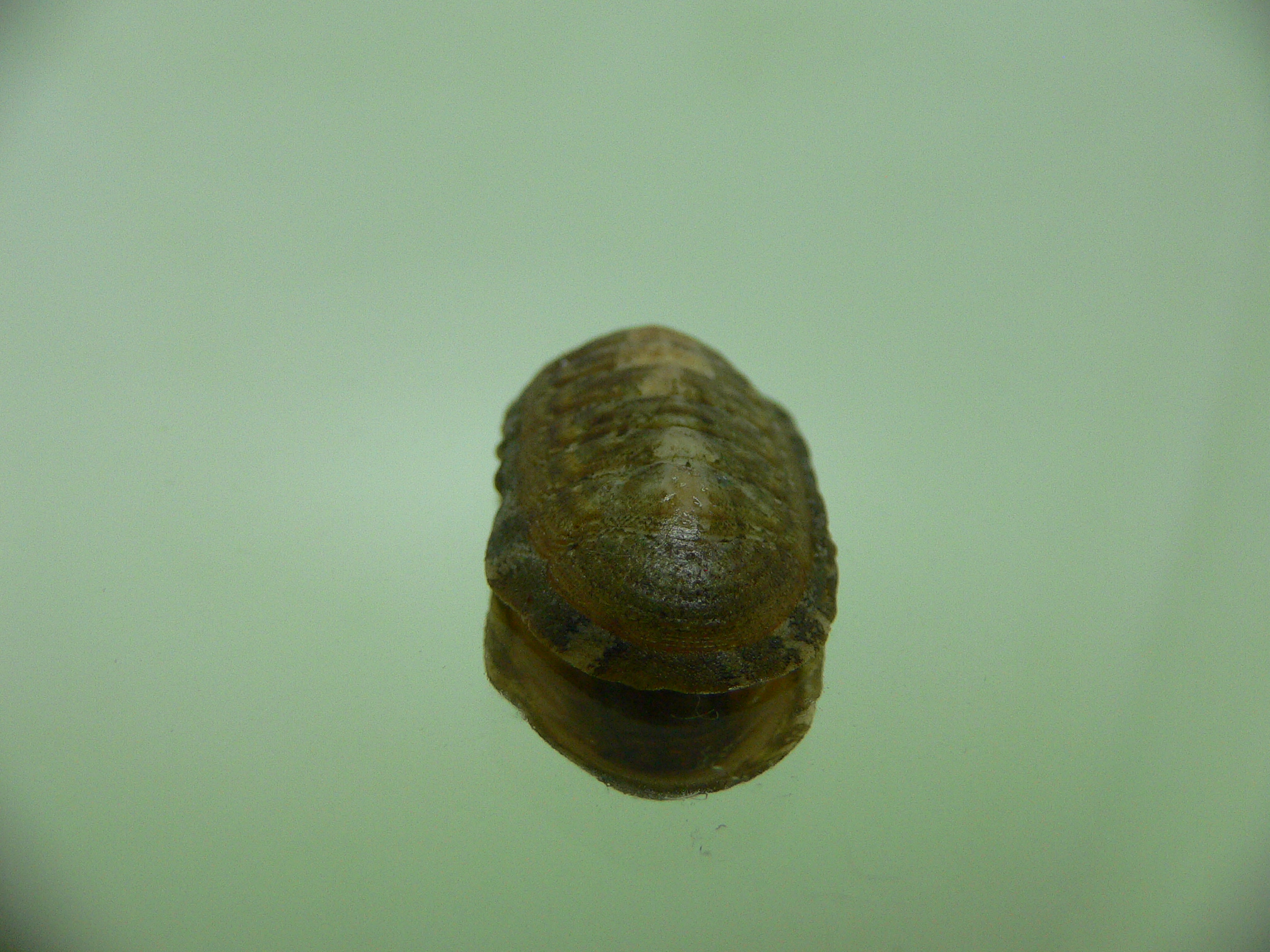 Chiton SP. 4