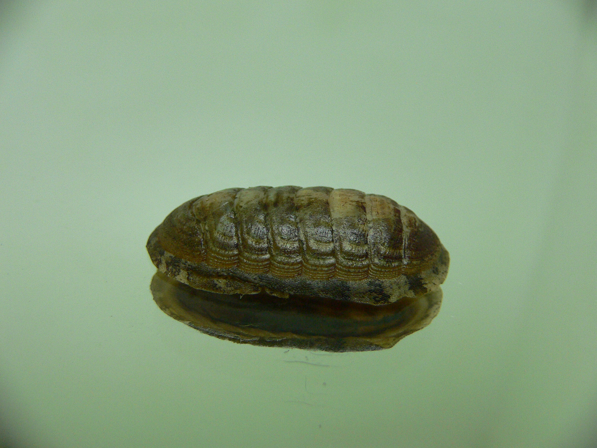 Chiton SP. 4