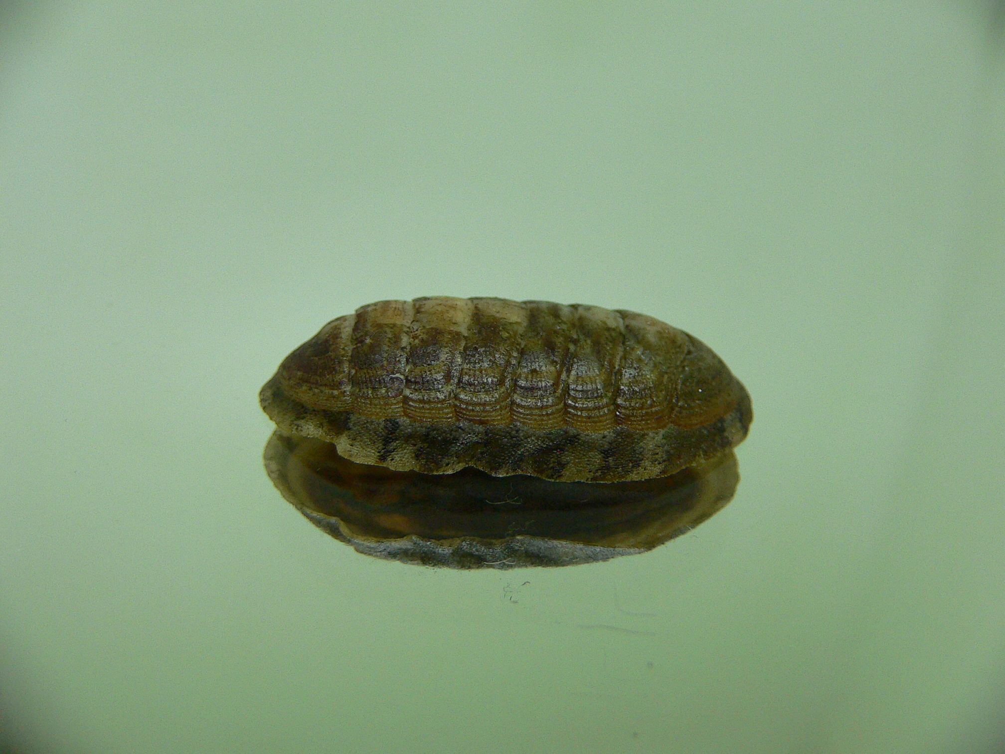 Chiton SP. 4