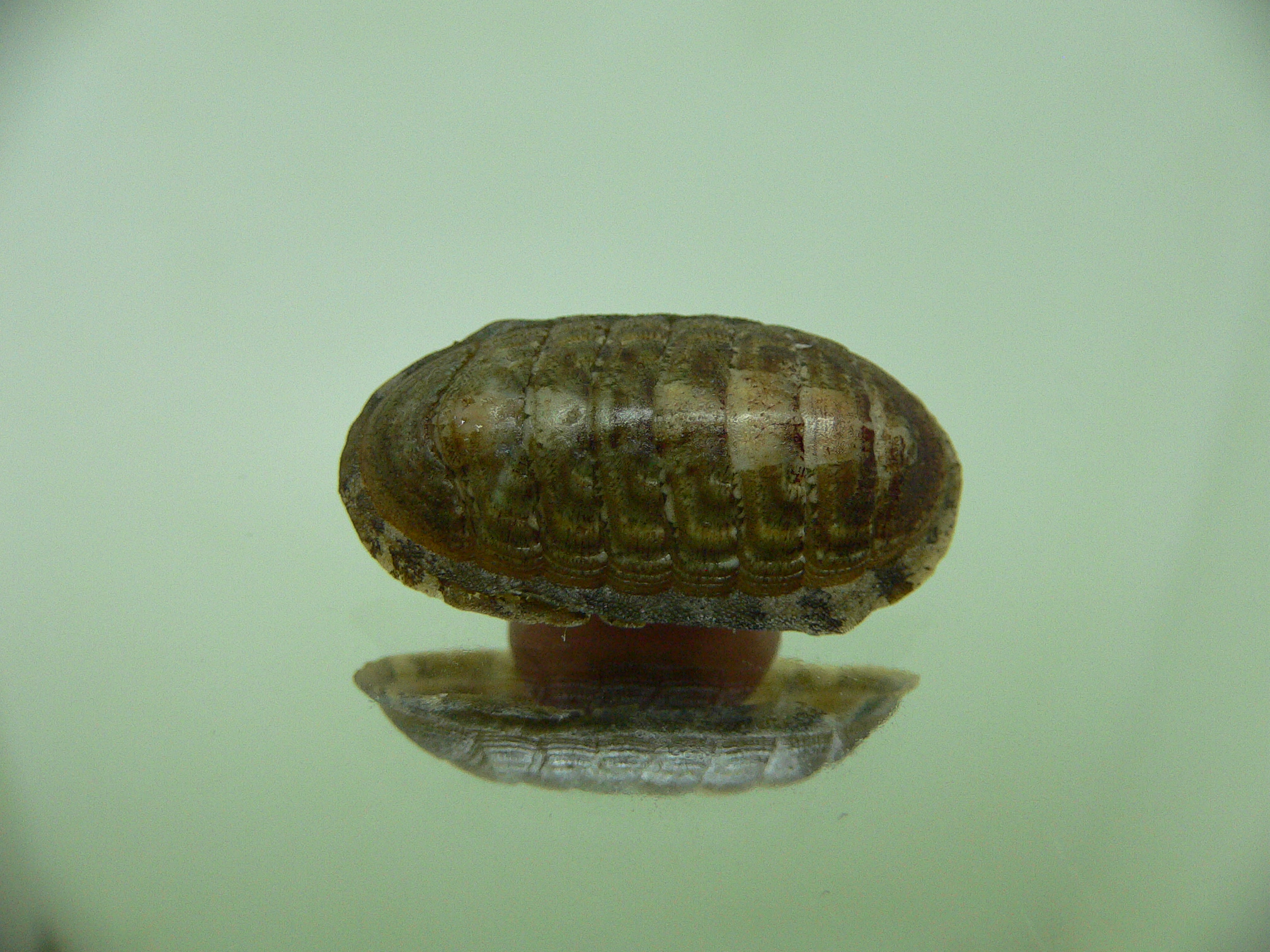 Chiton SP. 4