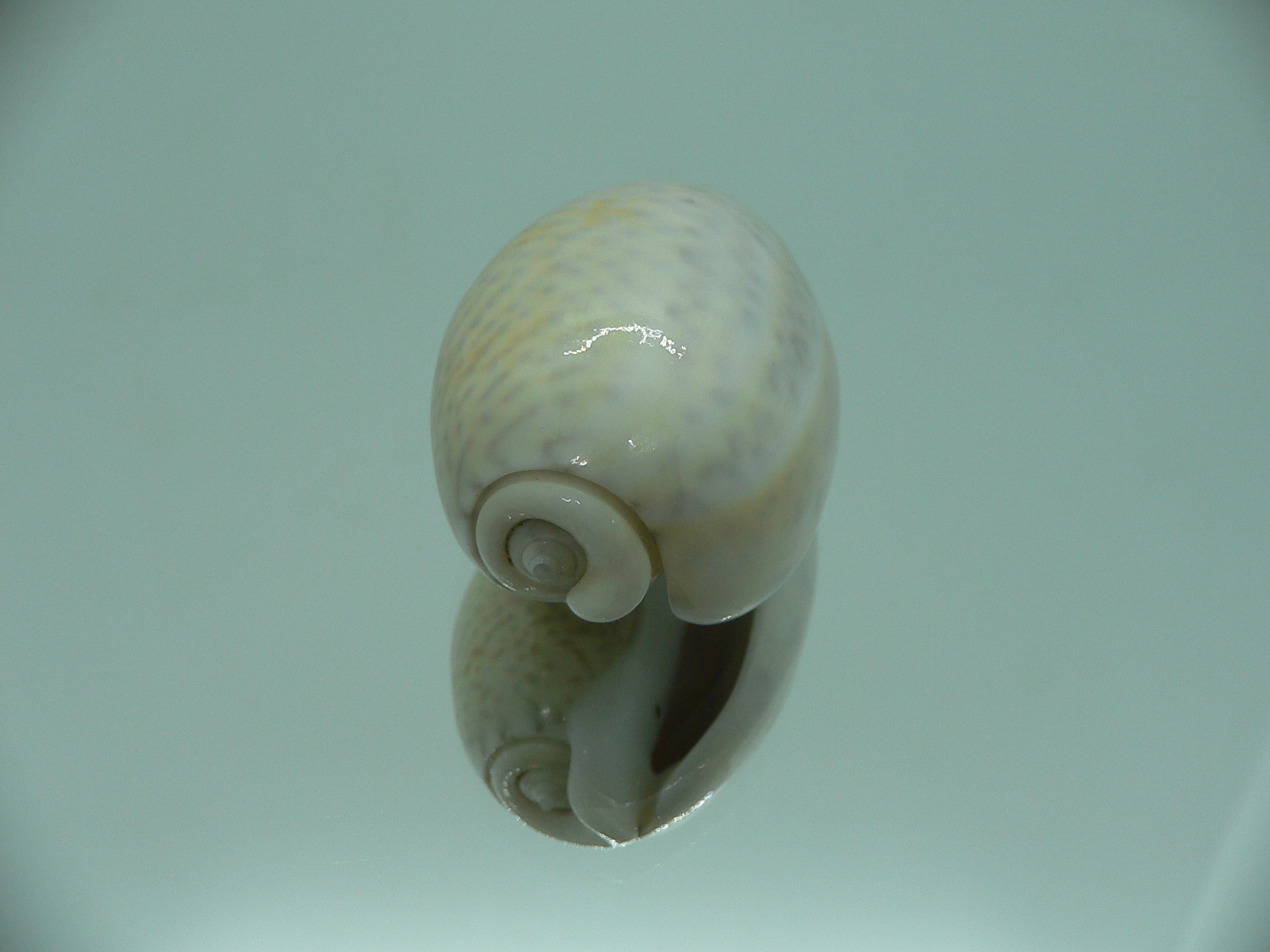oliva bulbosa inflata (var.)