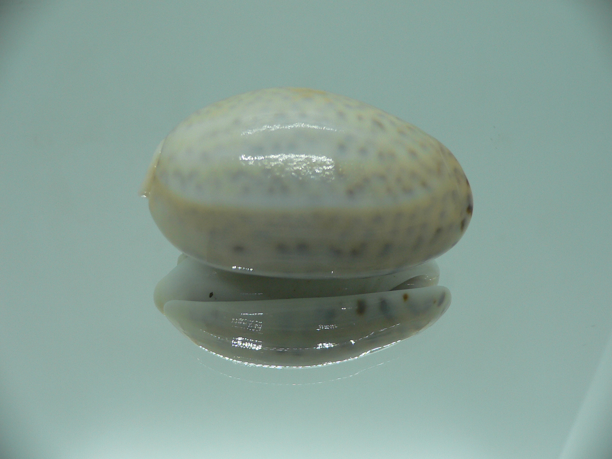 oliva bulbosa inflata (var.)