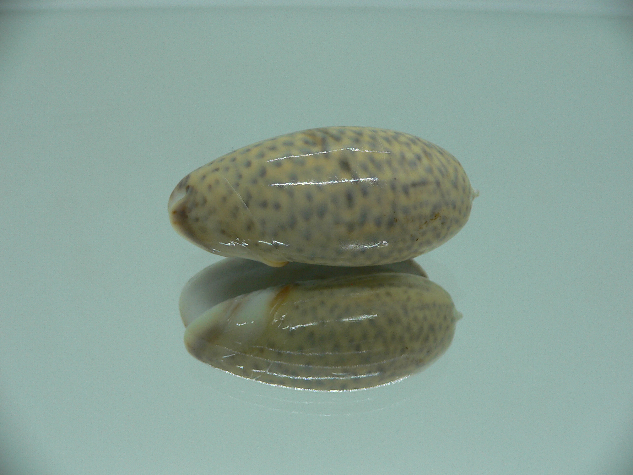 oliva bulbosa ZIGZAG