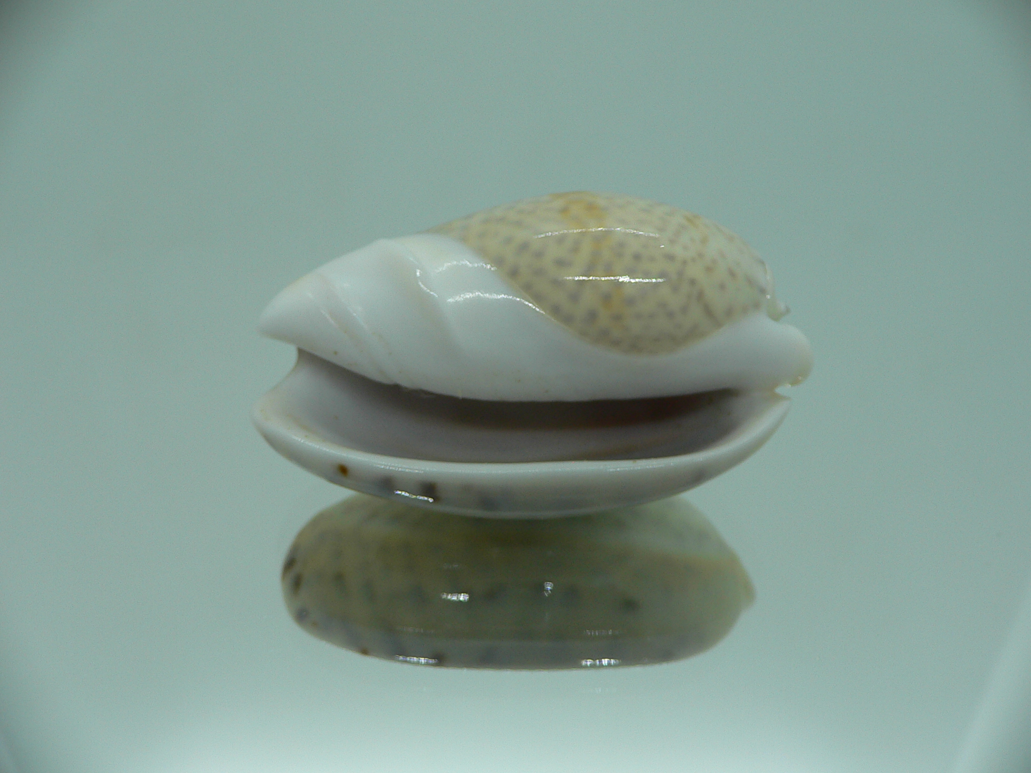 oliva bulbosa inflata (var.)