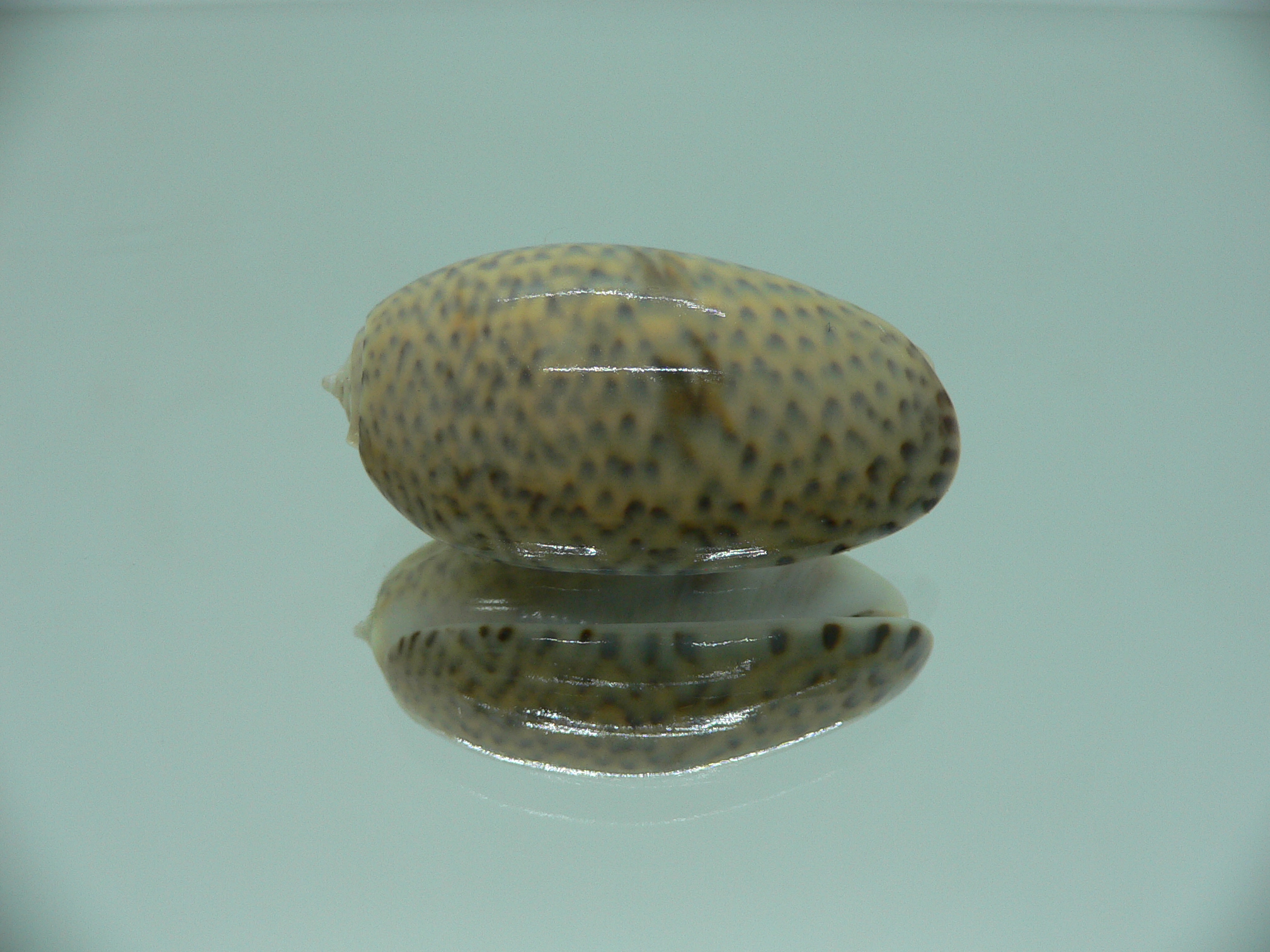 oliva bulbosa ZIGZAG