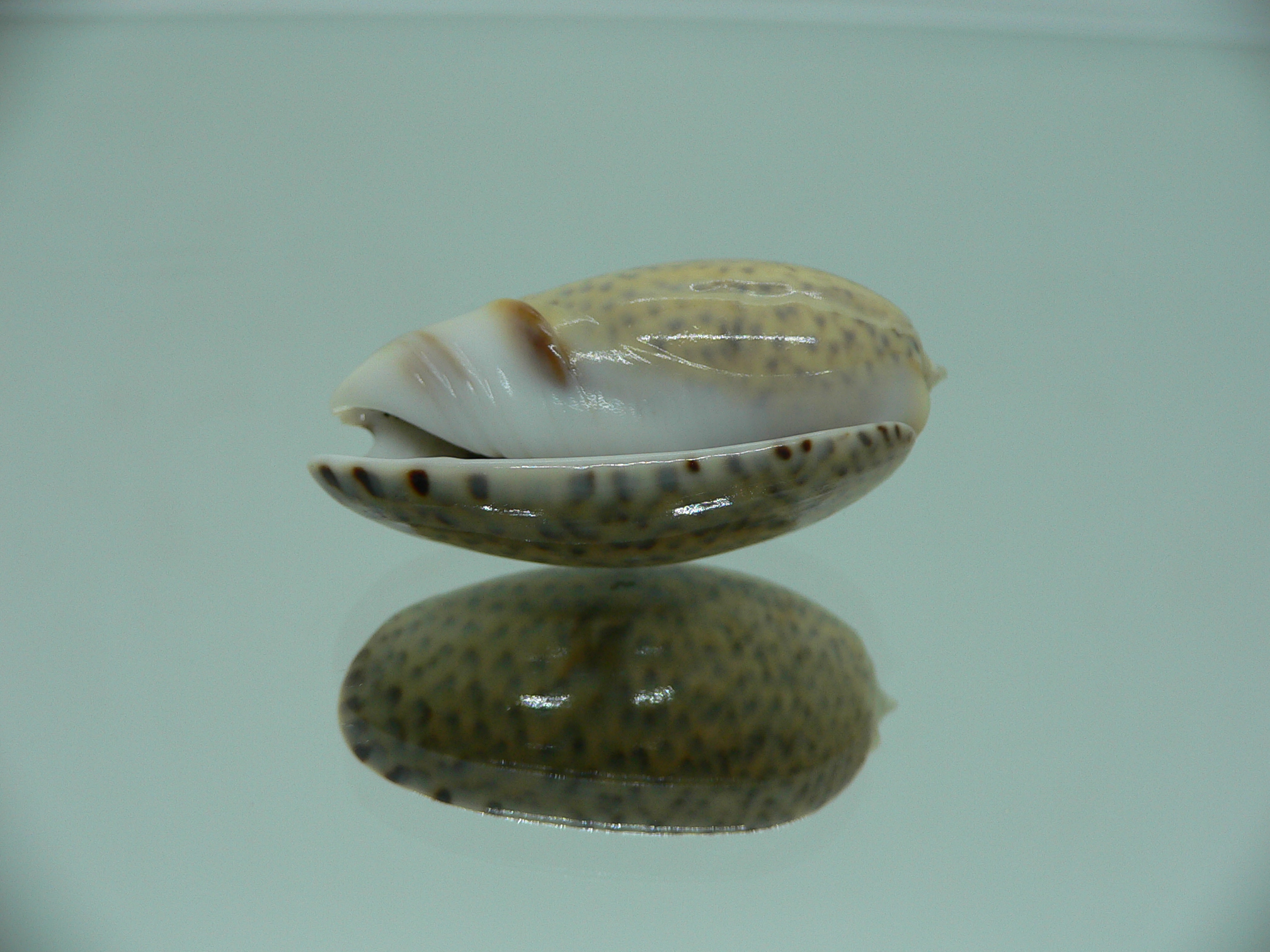 oliva bulbosa ZIGZAG