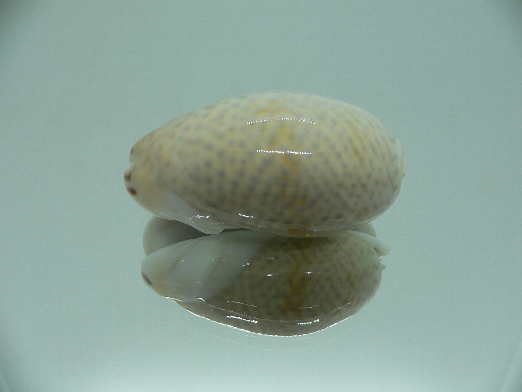 oliva bulbosa inflata (var.)