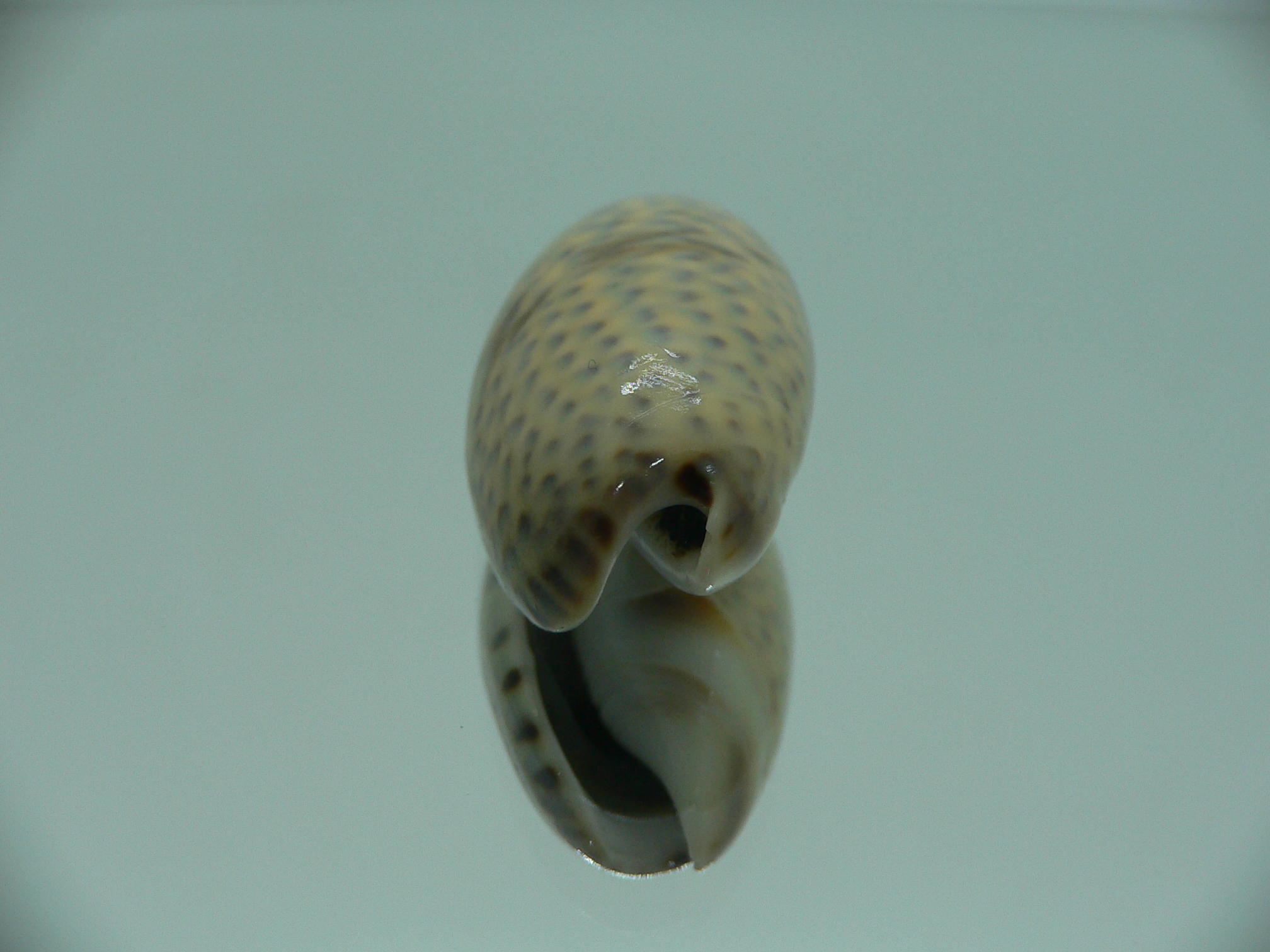 oliva bulbosa ZIGZAG