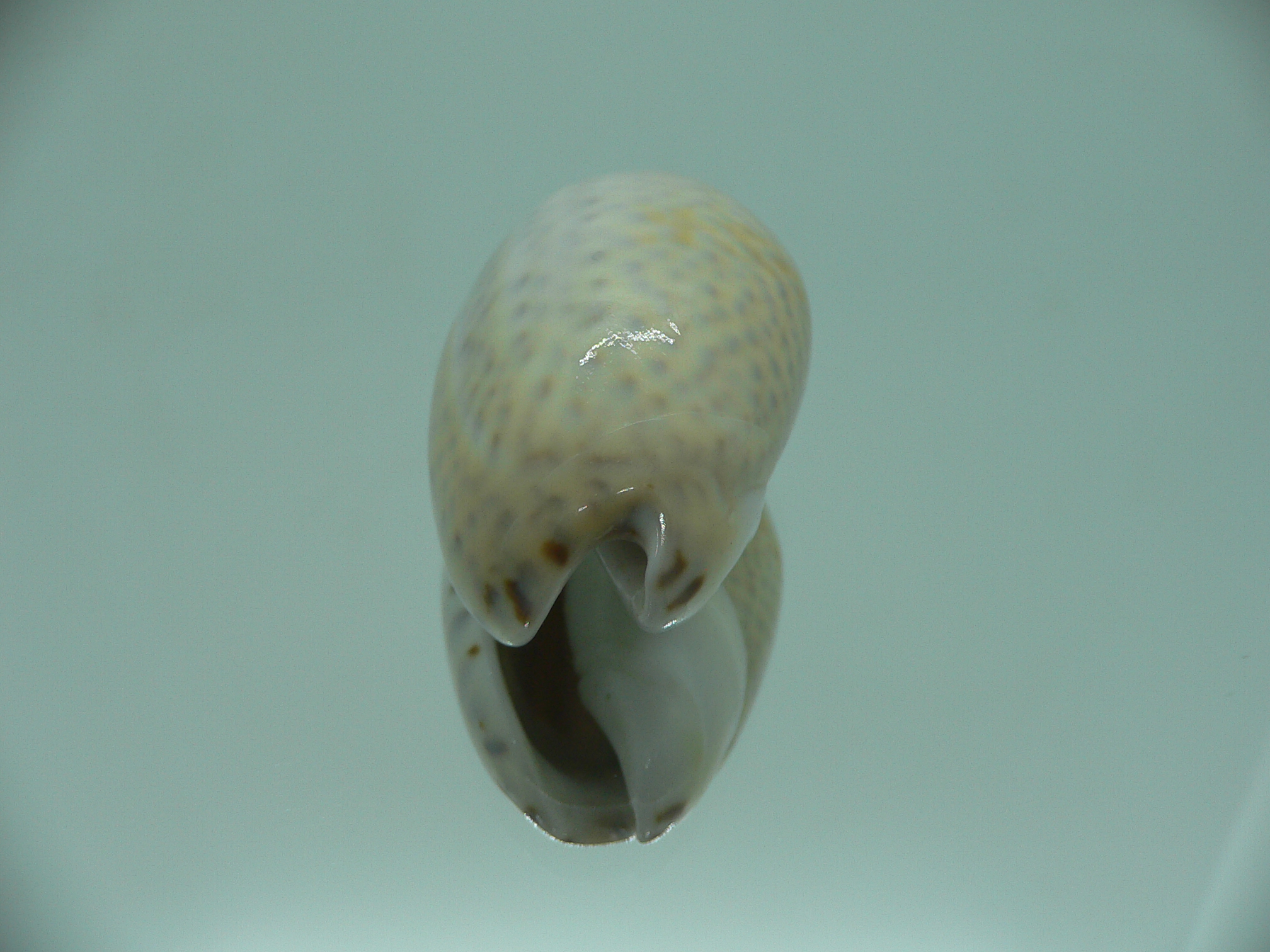 oliva bulbosa inflata (var.)