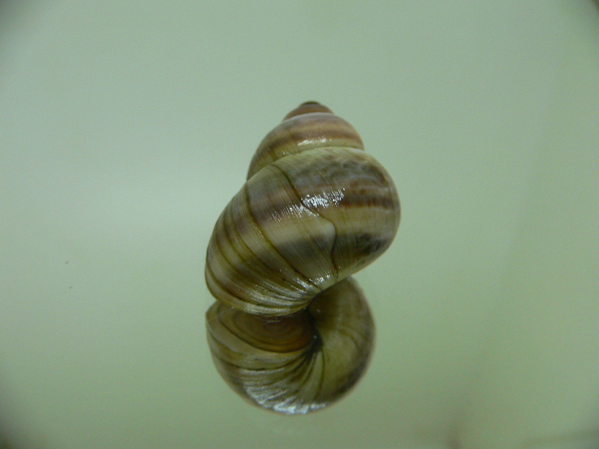 Viviparus contectus STRIPES