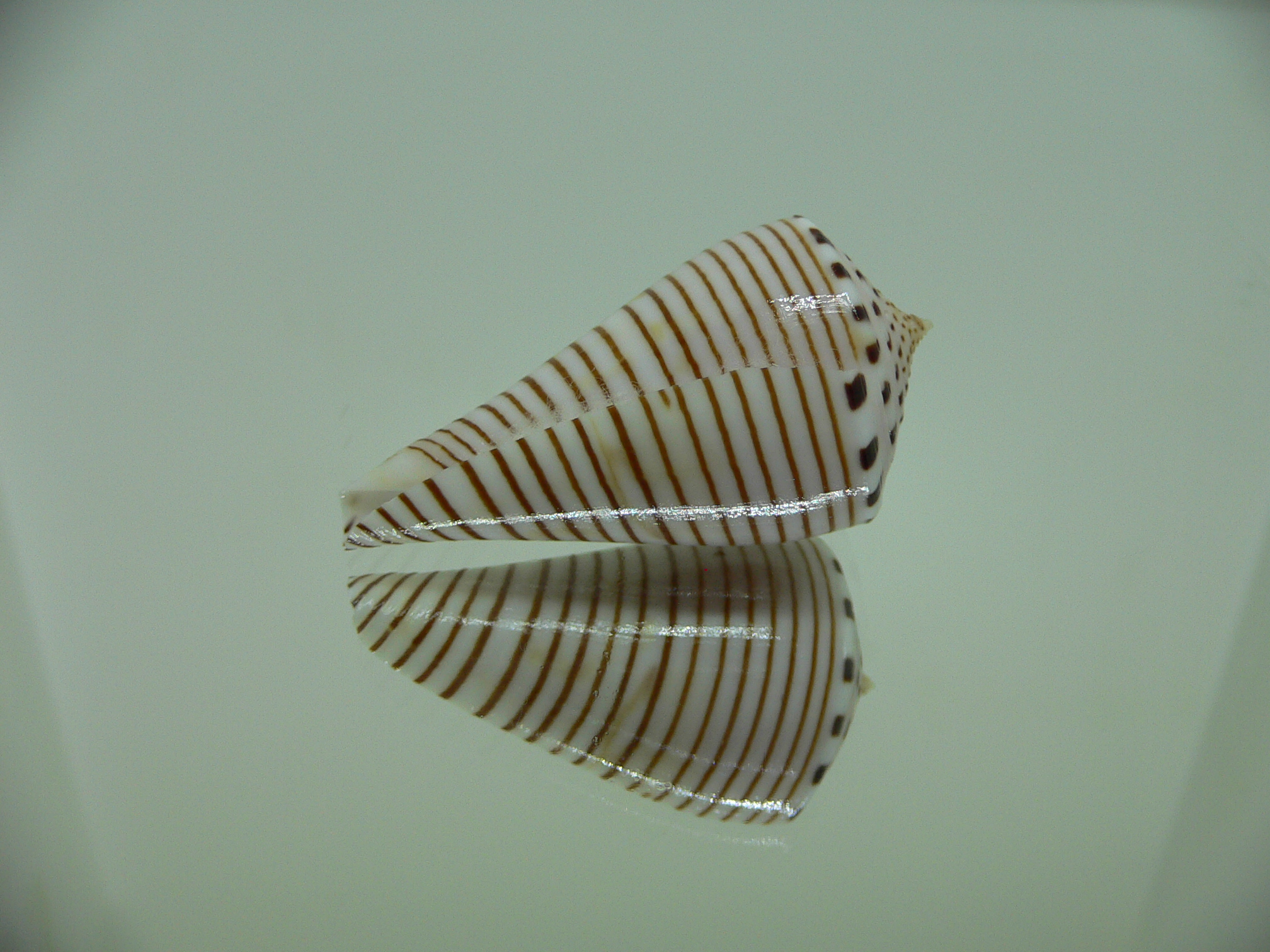 Conus hirasei