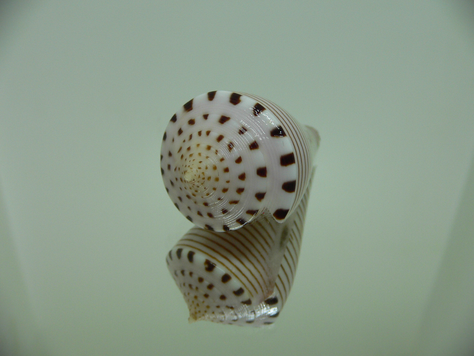 Conus hirasei