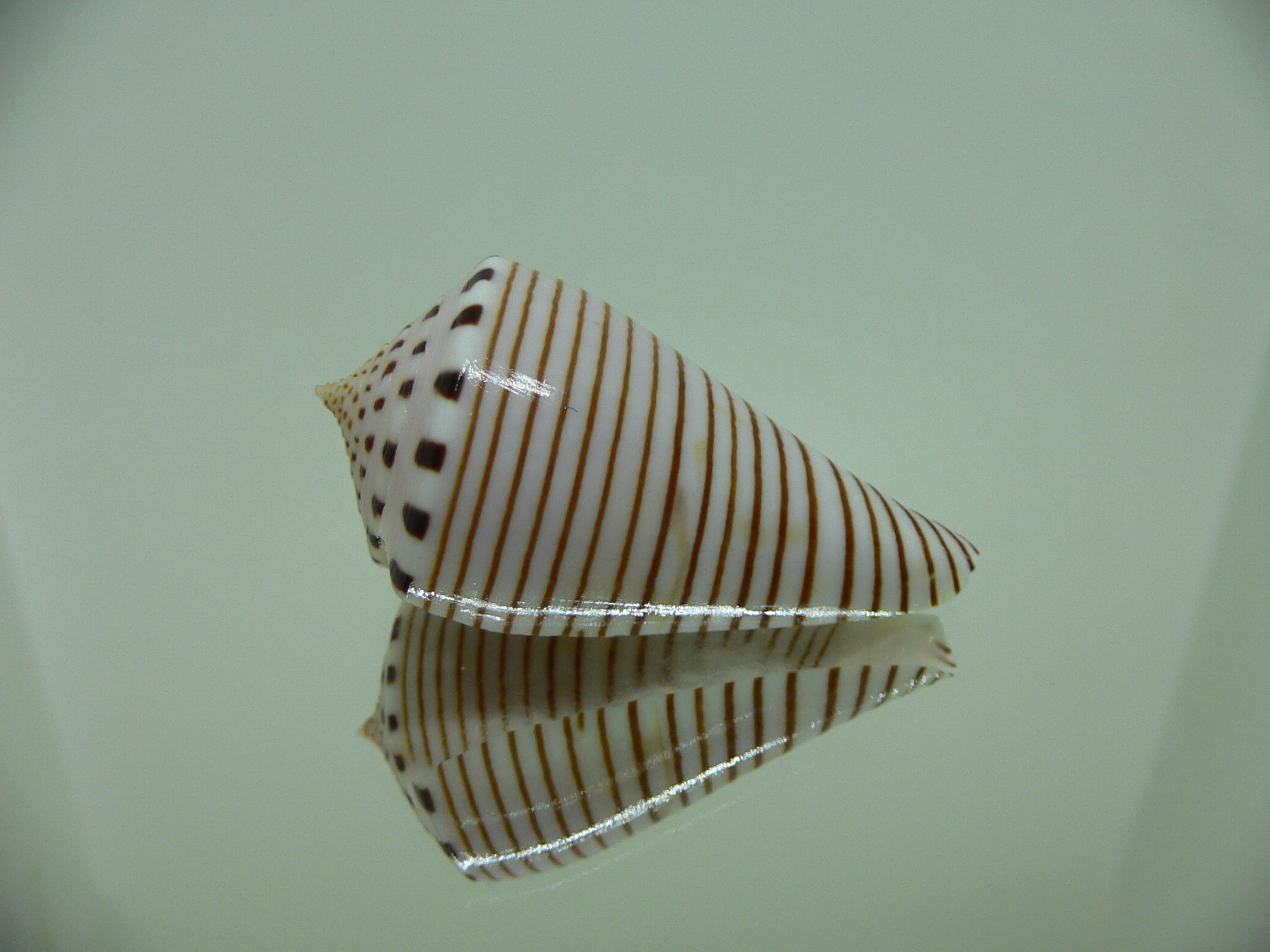 Conus hirasei