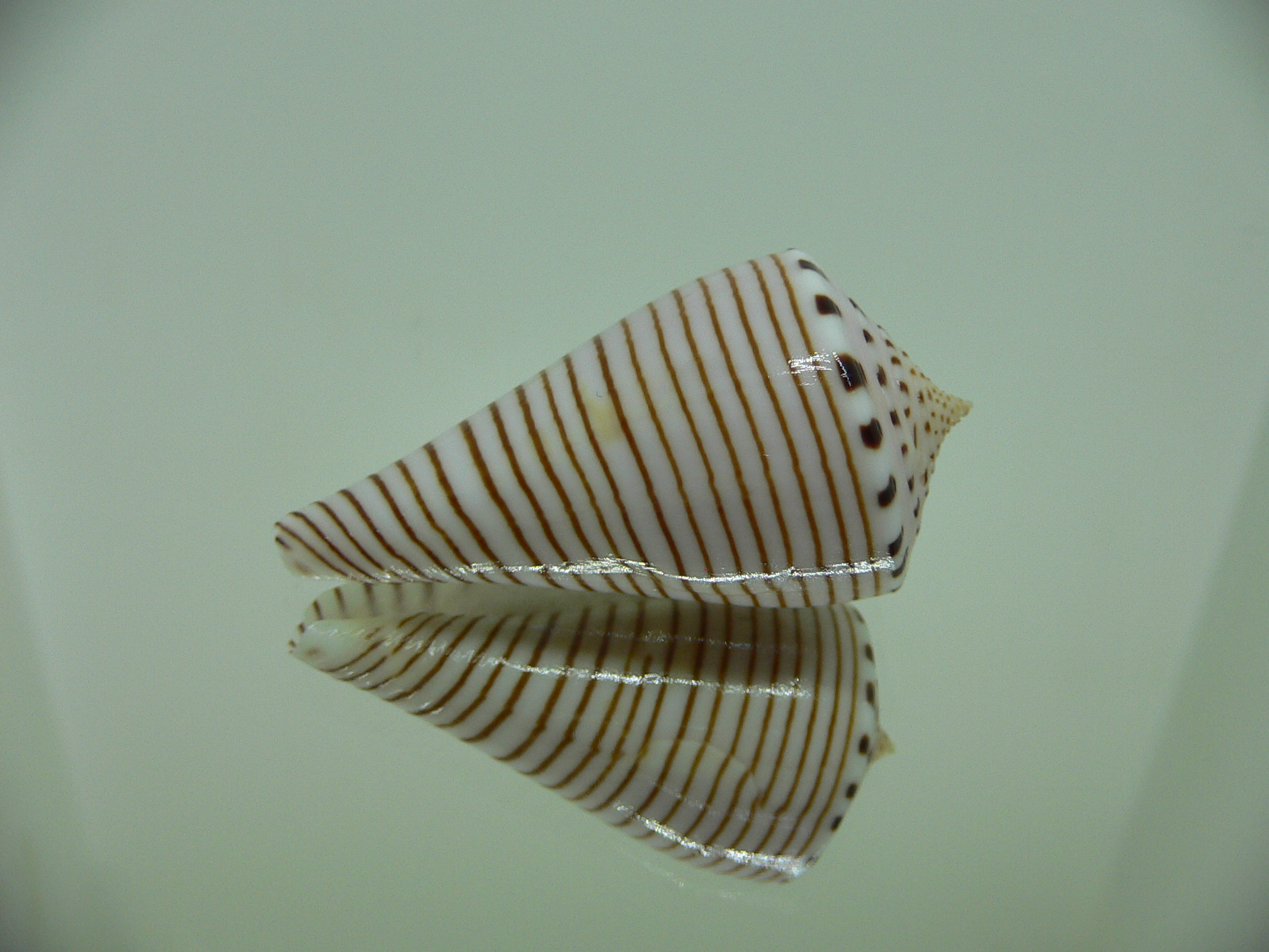 Conus hirasei